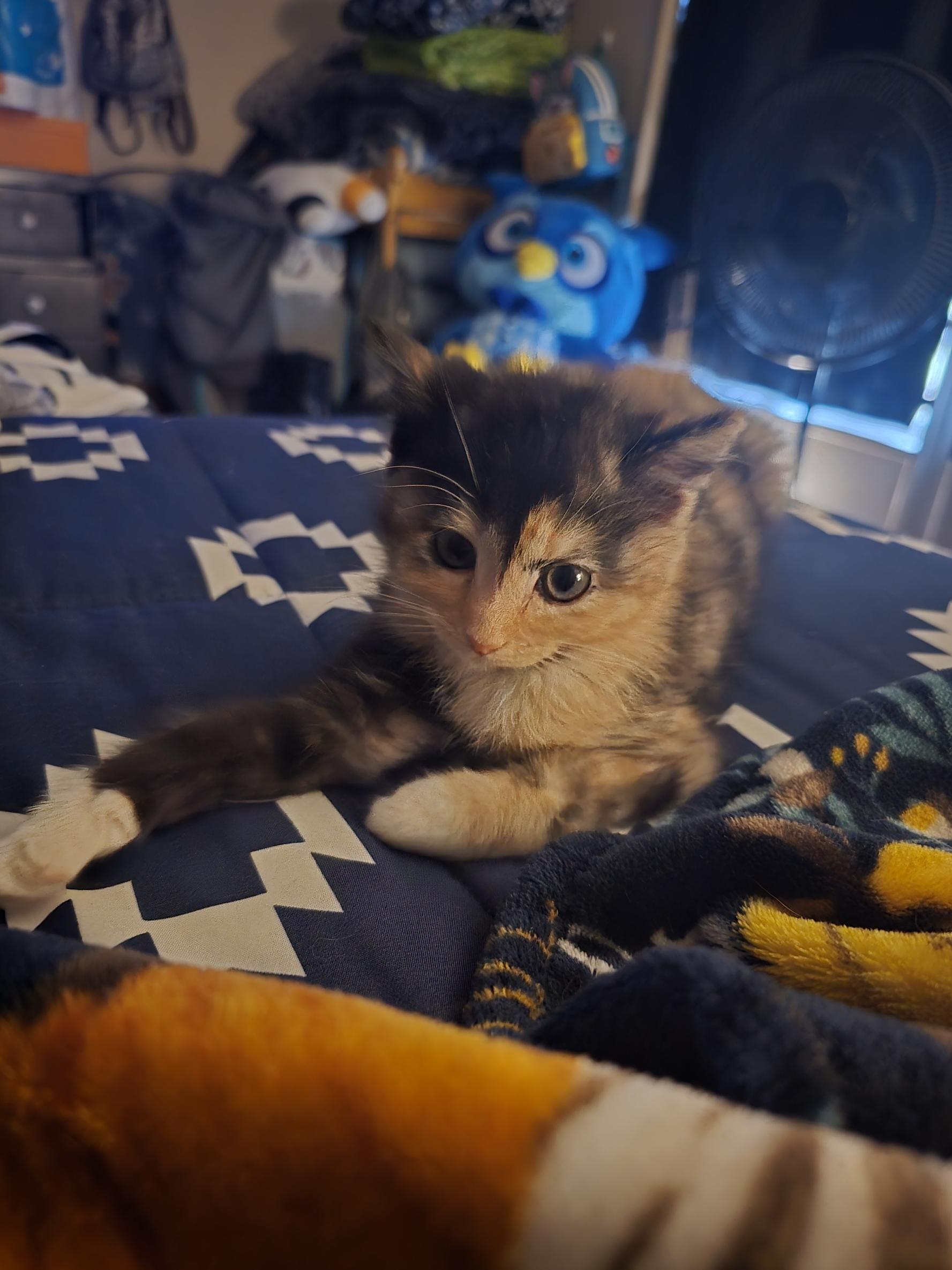 Enlarge Dahlia, a ADOPTABLE mixed breed in Ripley, TN image 3/3