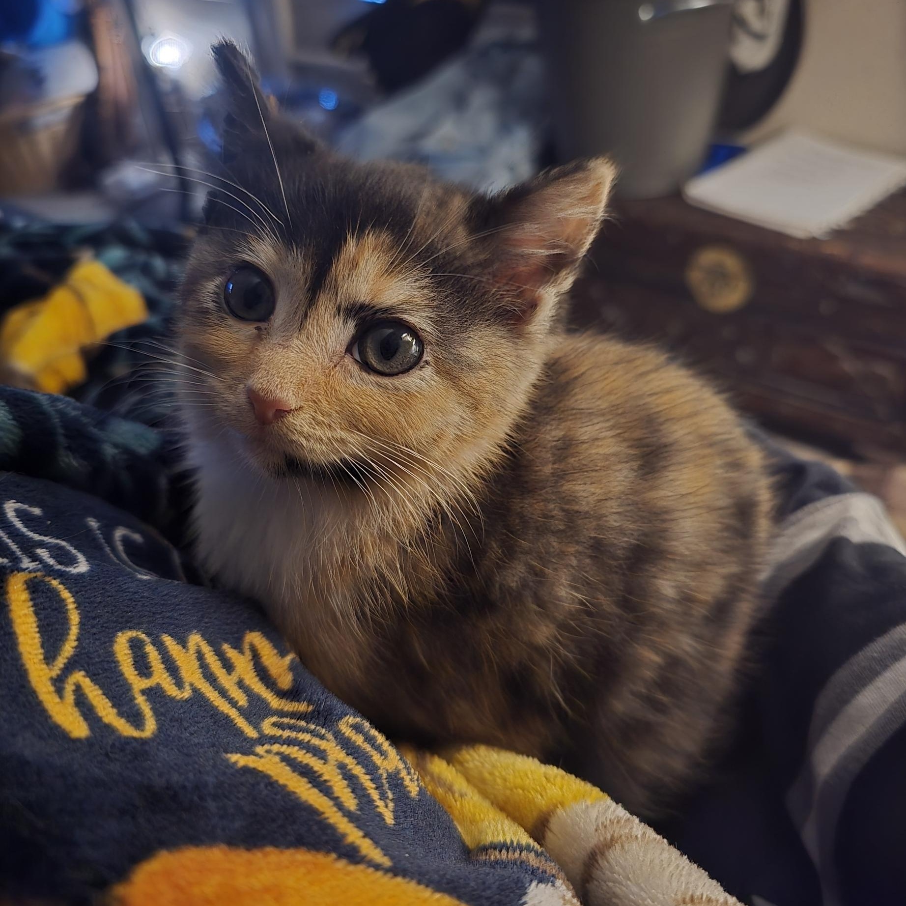 Dahlia, ADOPTABLE, Kitten Female Domestic Short Hair.