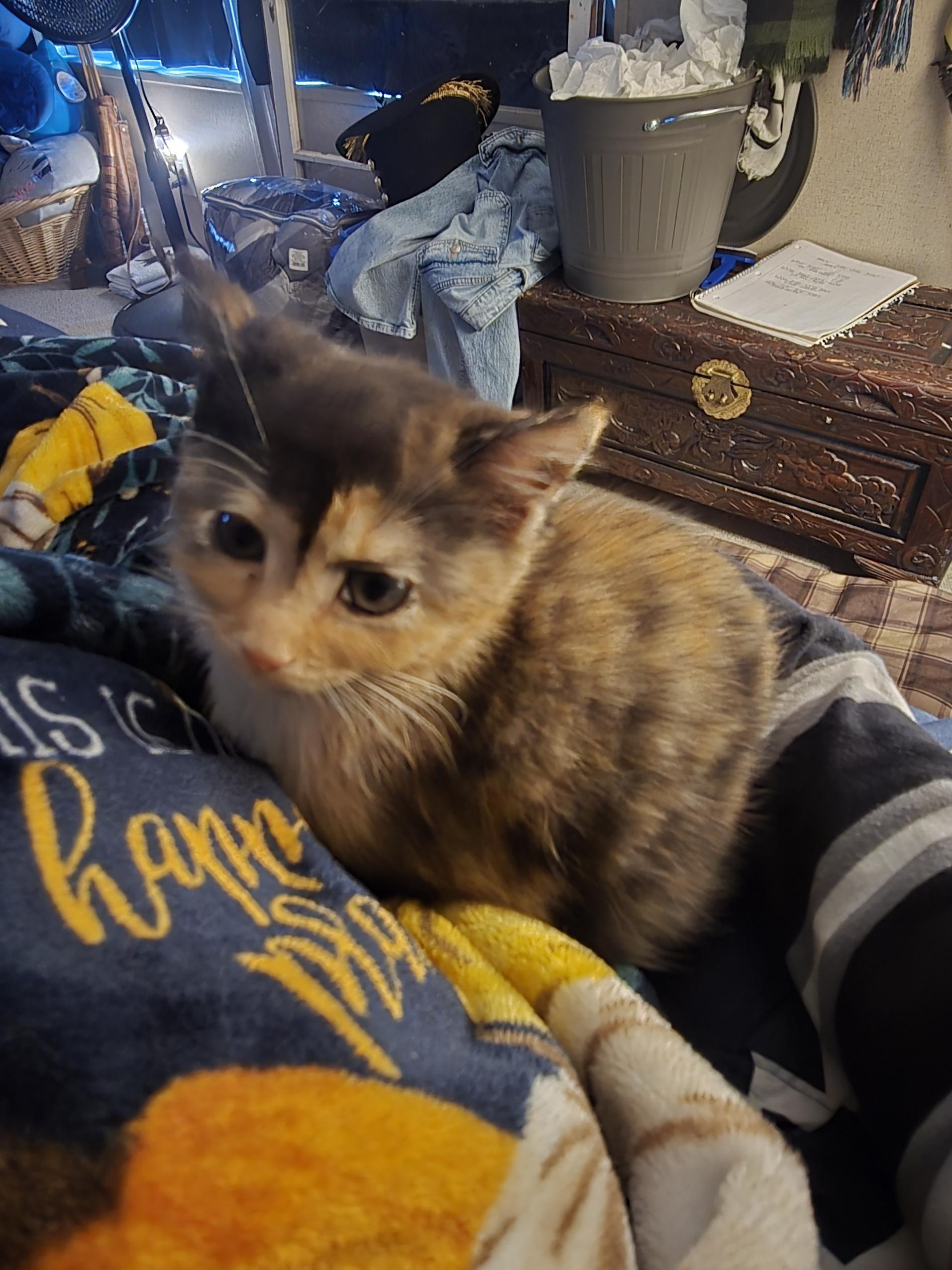 Enlarge Dahlia, a ADOPTABLE mixed breed in Ripley, TN image 2/3