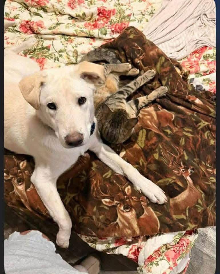 Enlarge Kane, a Adoptable Labrador Retriever in New London, WI image 2/2