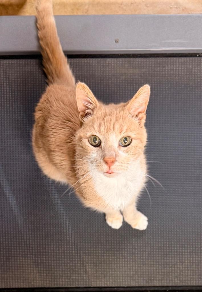 *JR, Adoptable, Senior Male Domestic Short Hair.