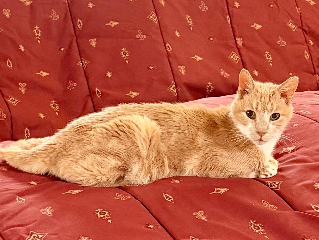 Enlarge *JR, a Adoptable mixed breed in Newnan, GA image 4/4