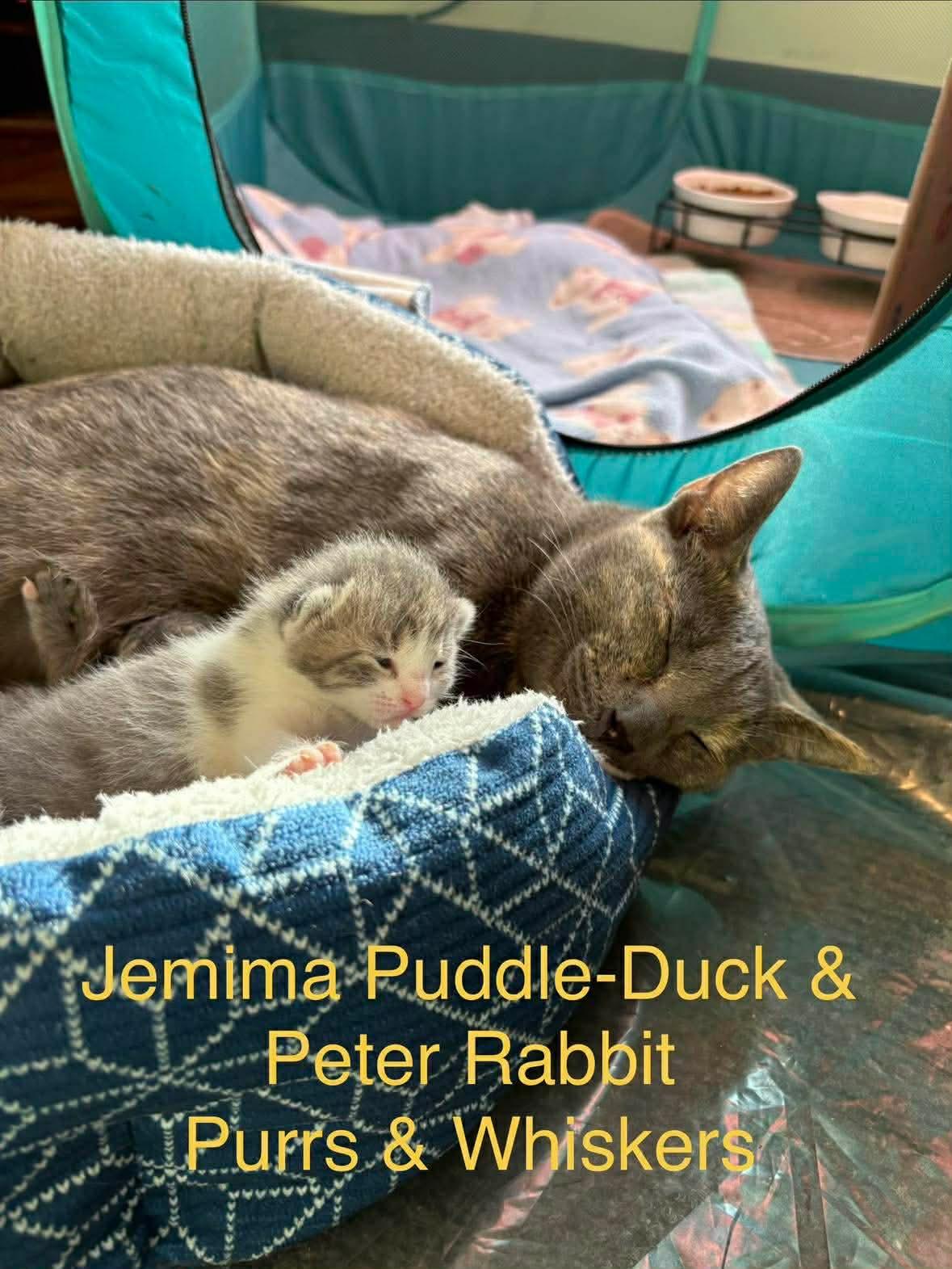 Enlarge Jemima Puddle-Duck, a ADOPTABLE Domestic Short Hair in New Hartford, NY image 2/2