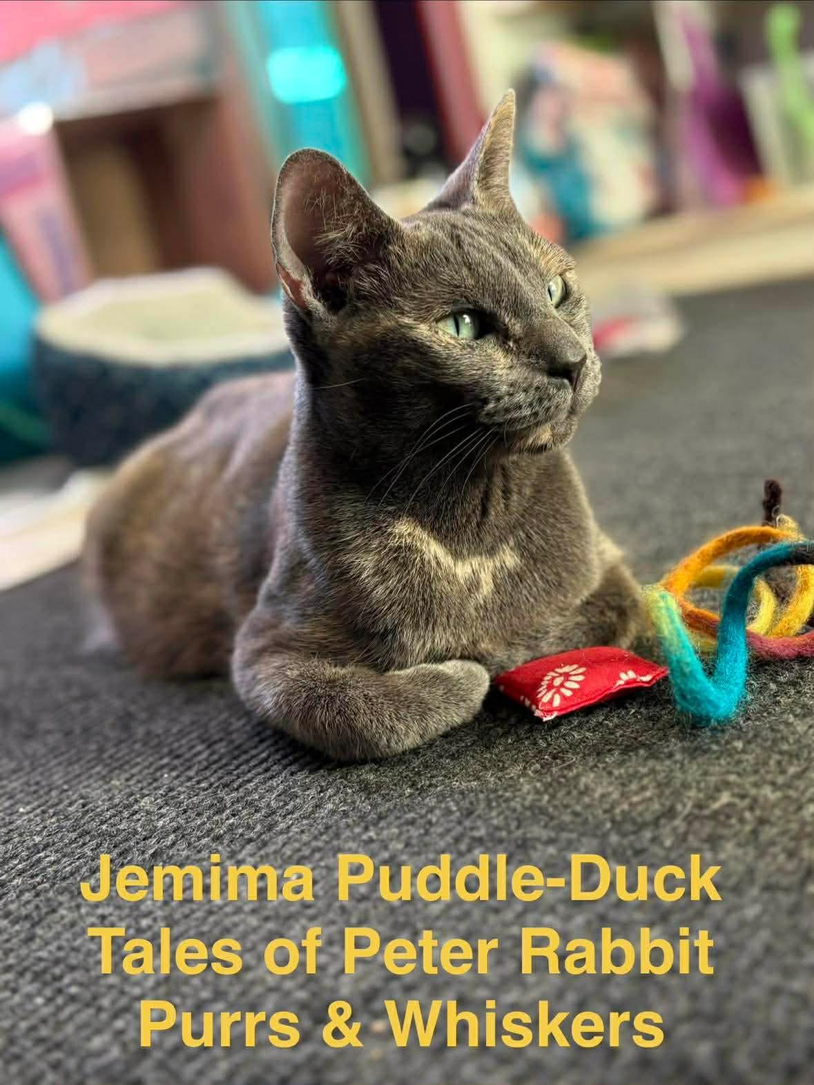 Jemima Puddle-Duck, ADOPTABLE, Adult Female Domestic Short Hair.