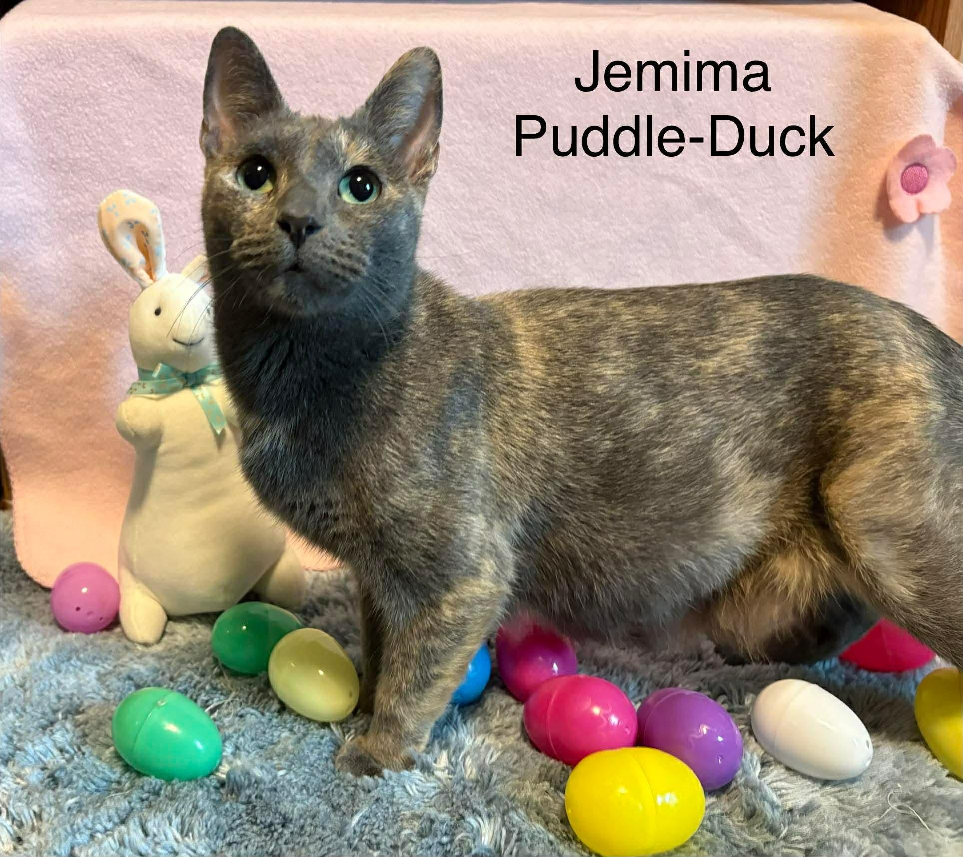 Enlarge Jemima Puddle-Duck, a ADOPTABLE Domestic Short Hair in New Hartford, NY image 1/3