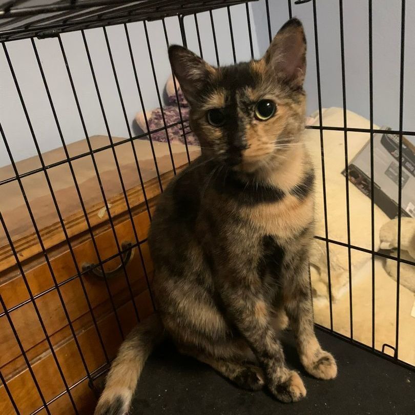 Padme, Adoptable, Young Female Domestic Short Hair.