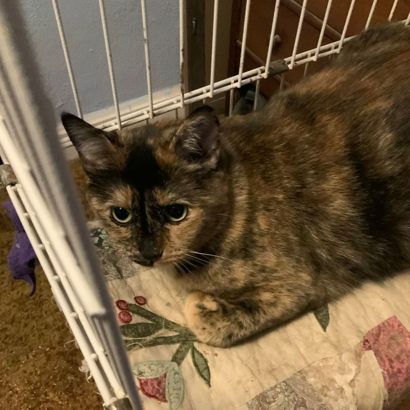 Padme, a Adoptable Domestic Short Hair in Mokena, IL image 2/3