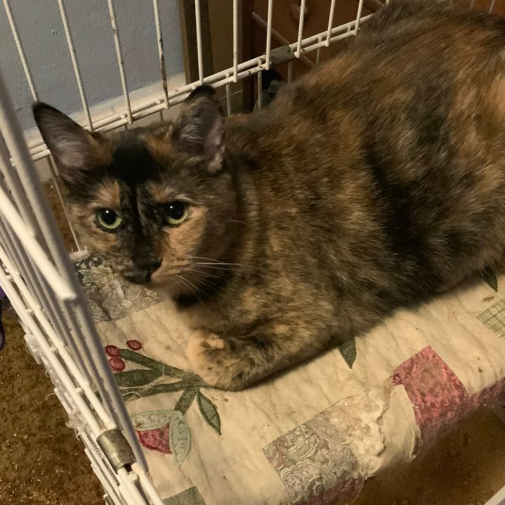 Padme, a Adoptable Domestic Short Hair in Mokena, IL image 3/3