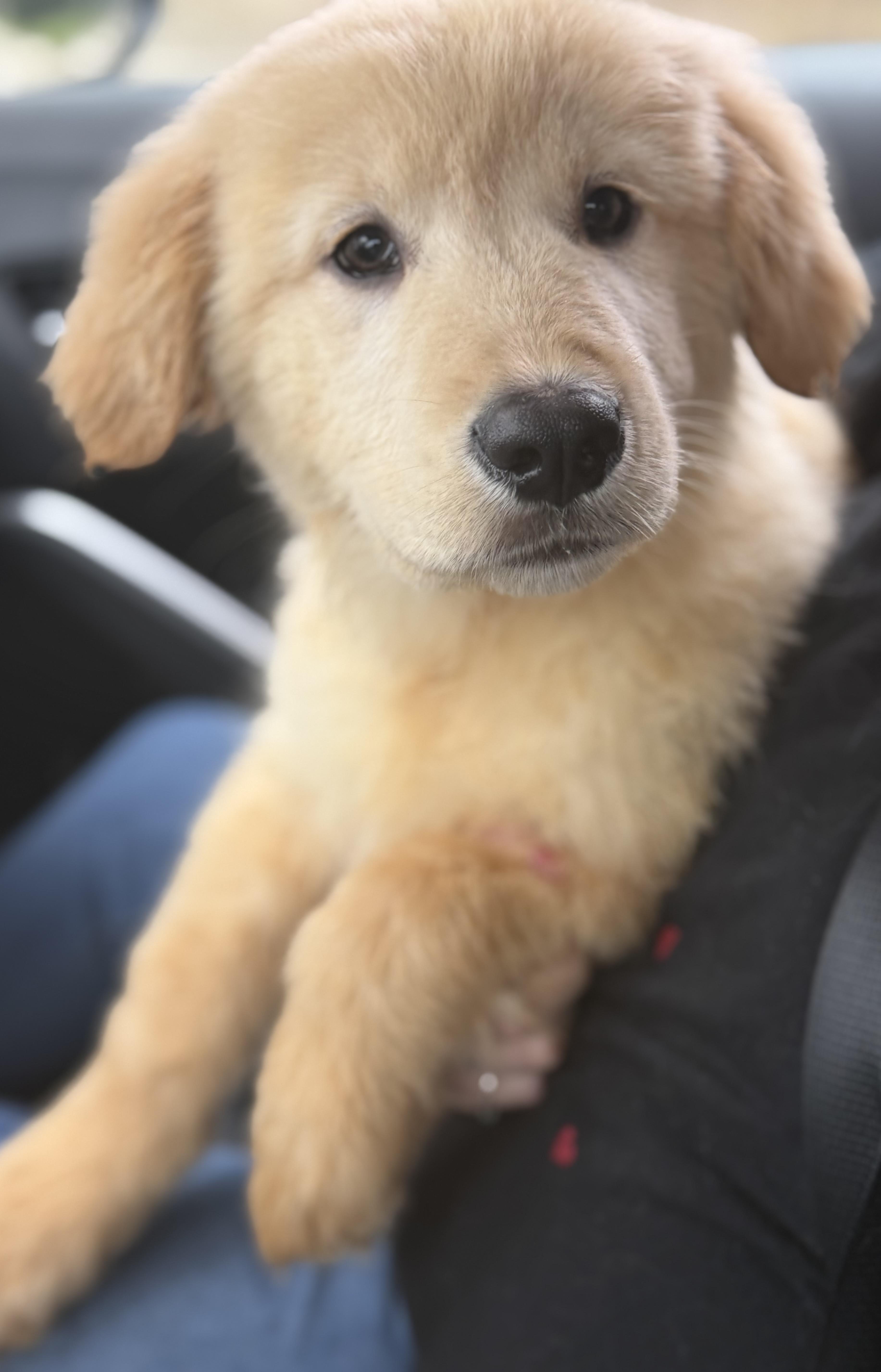 Enlarge Bamboo, a hold mixed breed in Yuba City, CA image 3/4