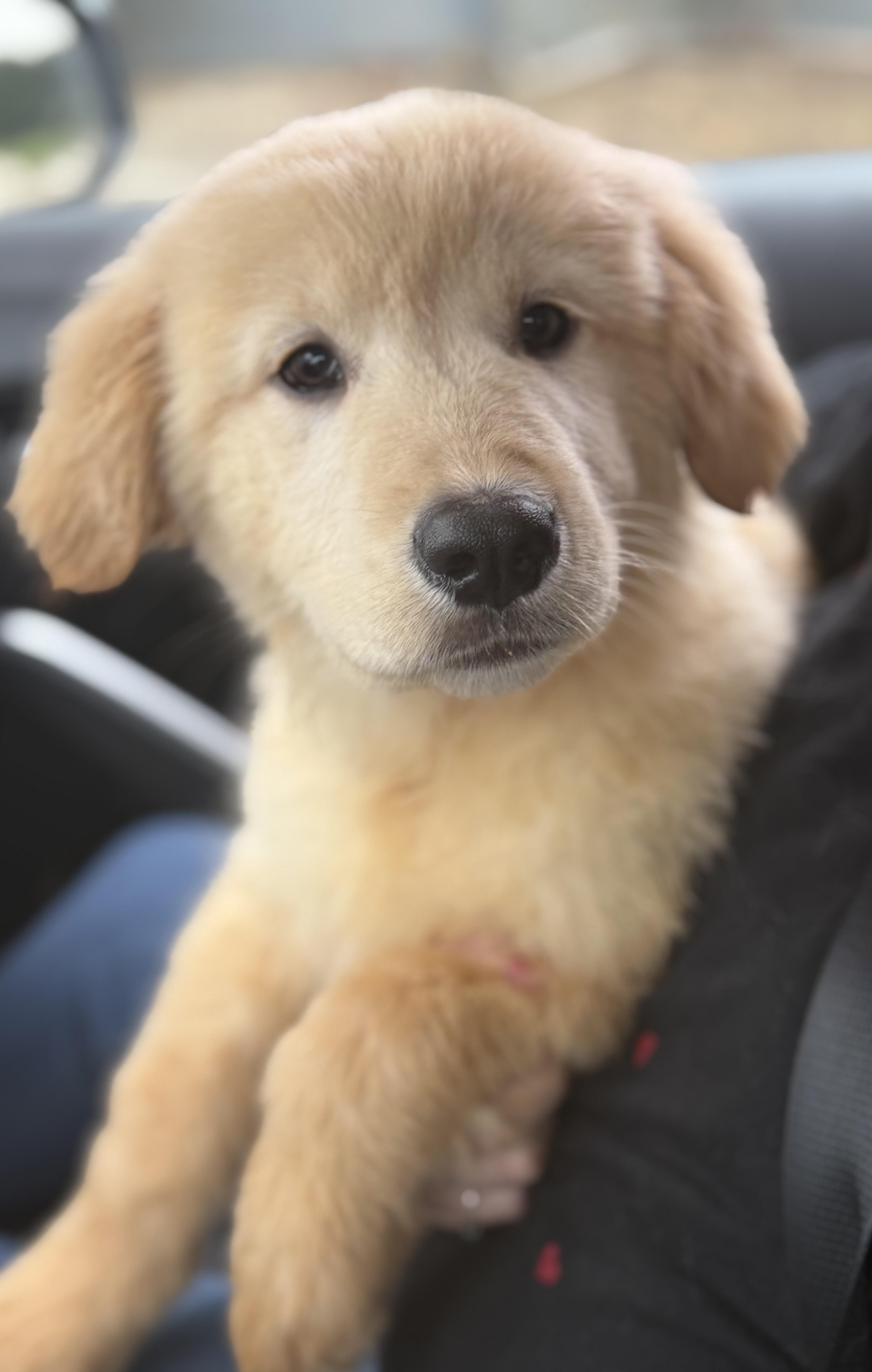 Enlarge Bamboo, a hold mixed breed in Yuba City, CA image 2/4