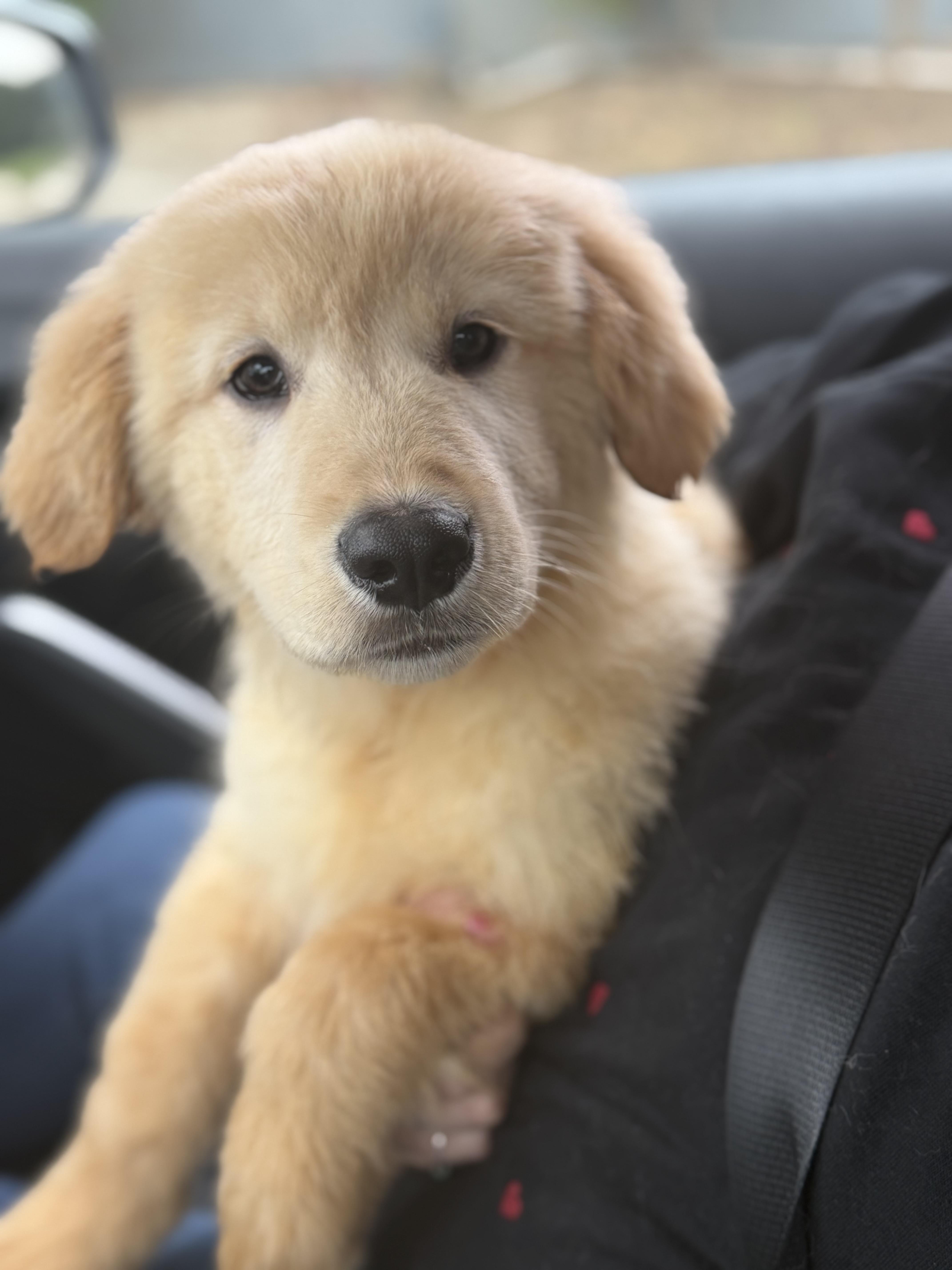 Enlarge Bamboo, a hold mixed breed in Yuba City, CA image 4/4