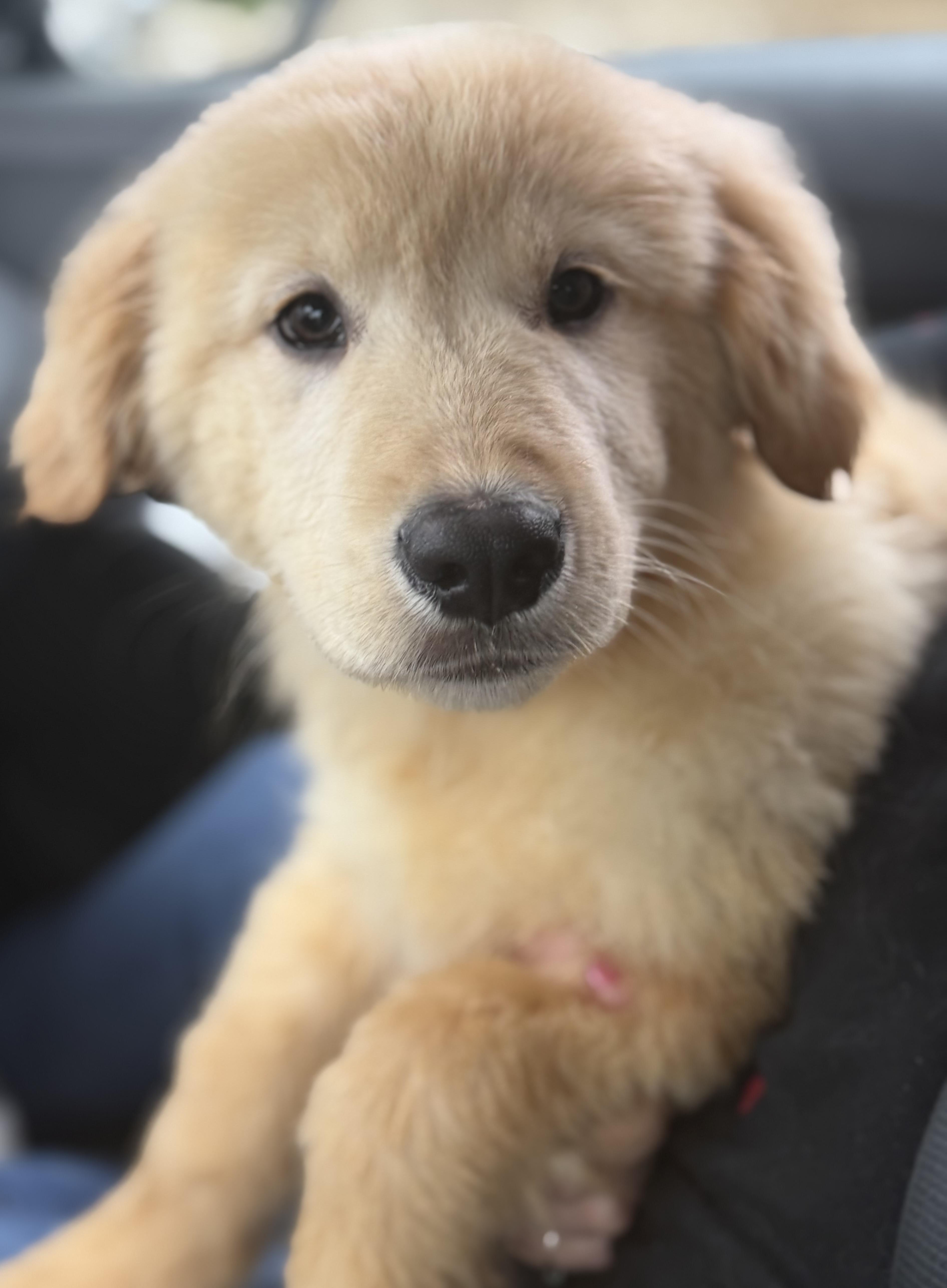 Bamboo, adoptable, Puppy Female Golden Retriever.