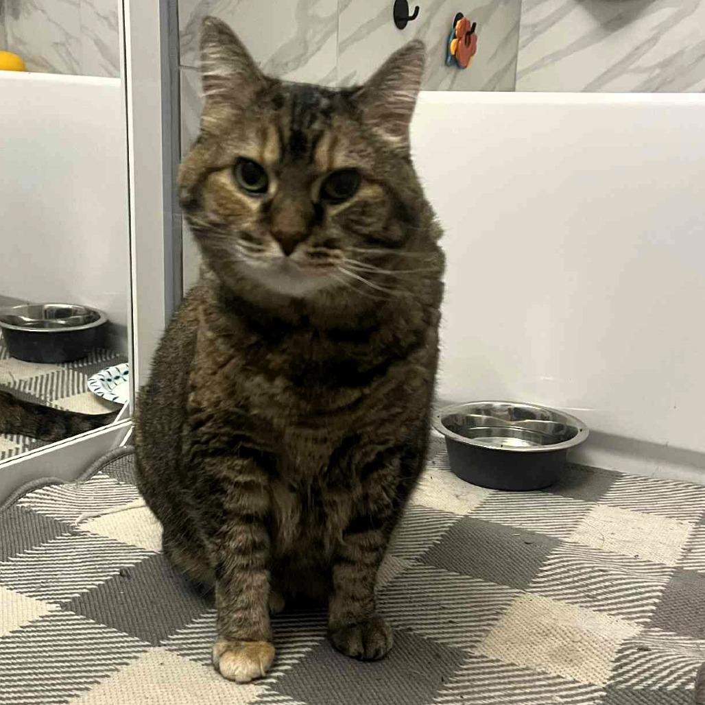 Vixen, Adoptable, Senior Female Domestic Medium Hair.