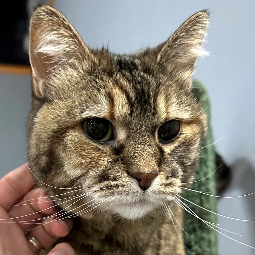 Vixen, a Adoptable Domestic Medium Hair in Lake Jackson, TX image 2/6