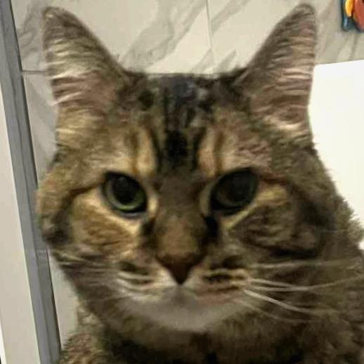 Vixen, a Adoptable Domestic Medium Hair in Lake Jackson, TX image 3/6