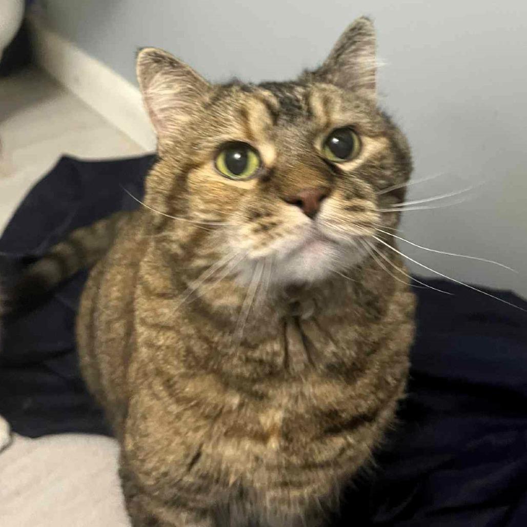 Vixen, a Adoptable Domestic Medium Hair in Lake Jackson, TX image 4/6