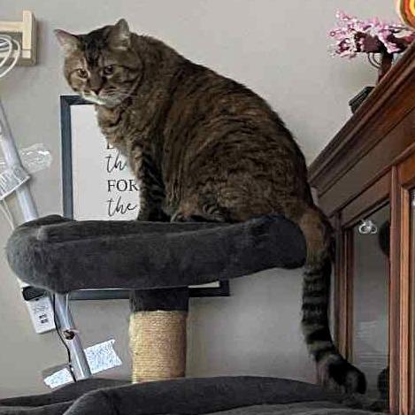 Vixen, a Adoptable Domestic Medium Hair in Lake Jackson, TX image 5/6