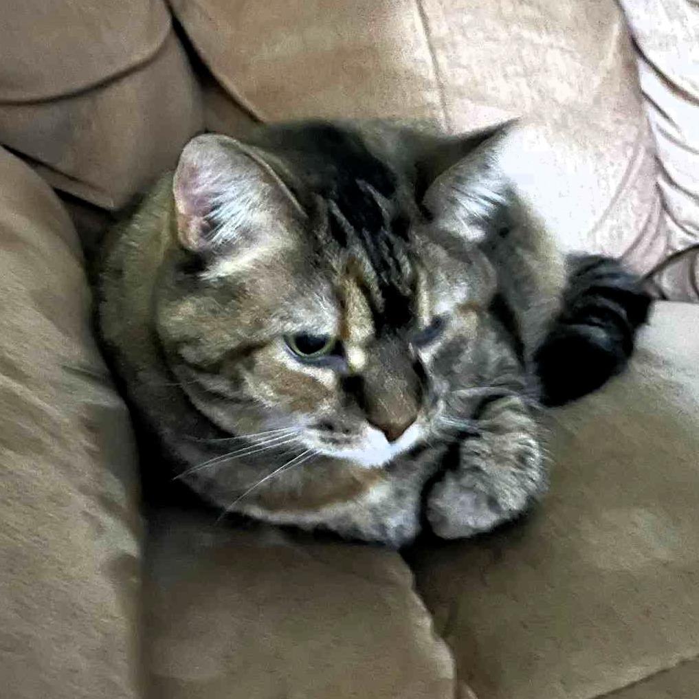 Vixen, a Adoptable Domestic Medium Hair in Lake Jackson, TX image 6/6