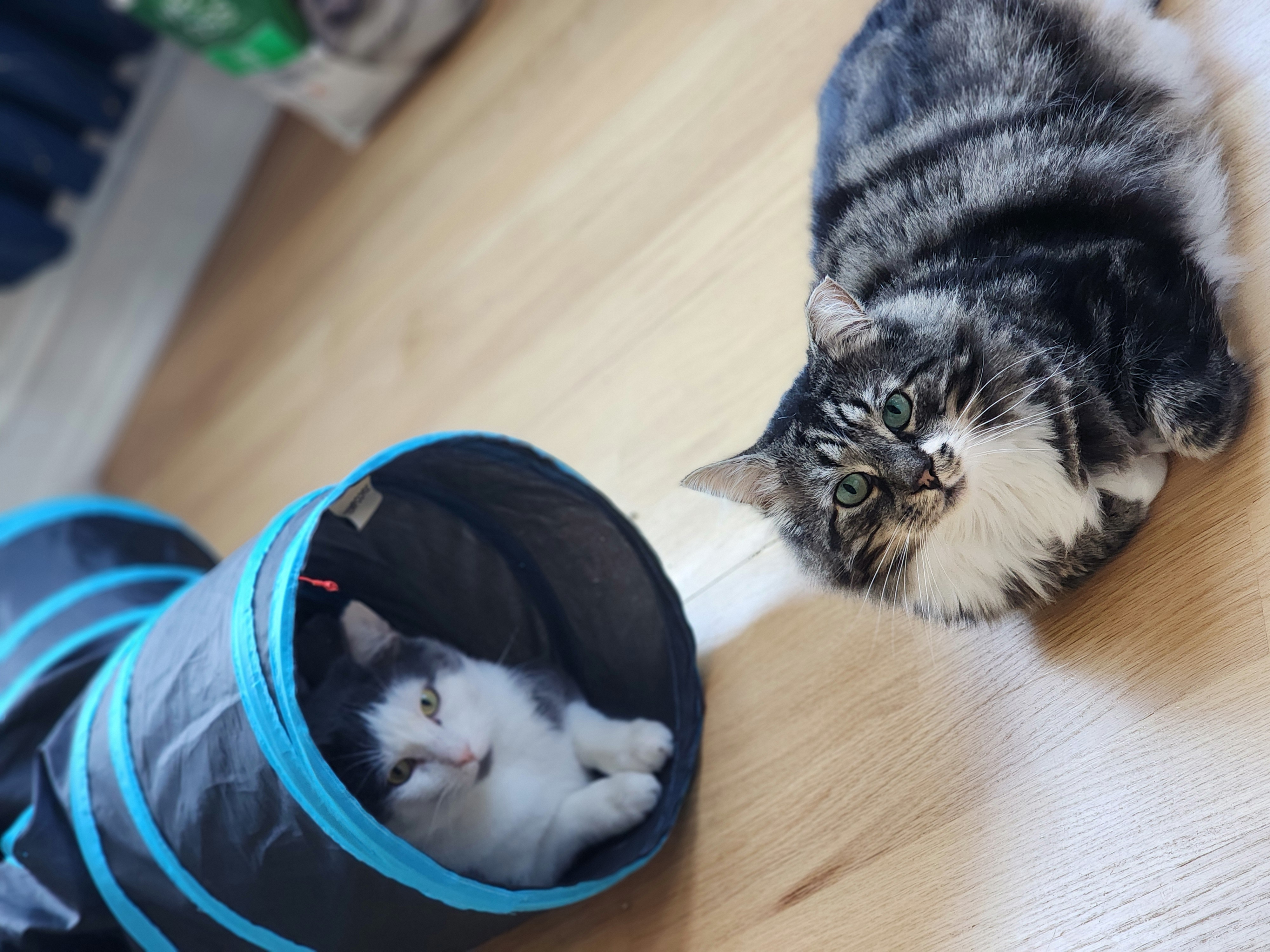 Gus, Adoptable, Adult Male Norwegian Forest Cat & Tabby.