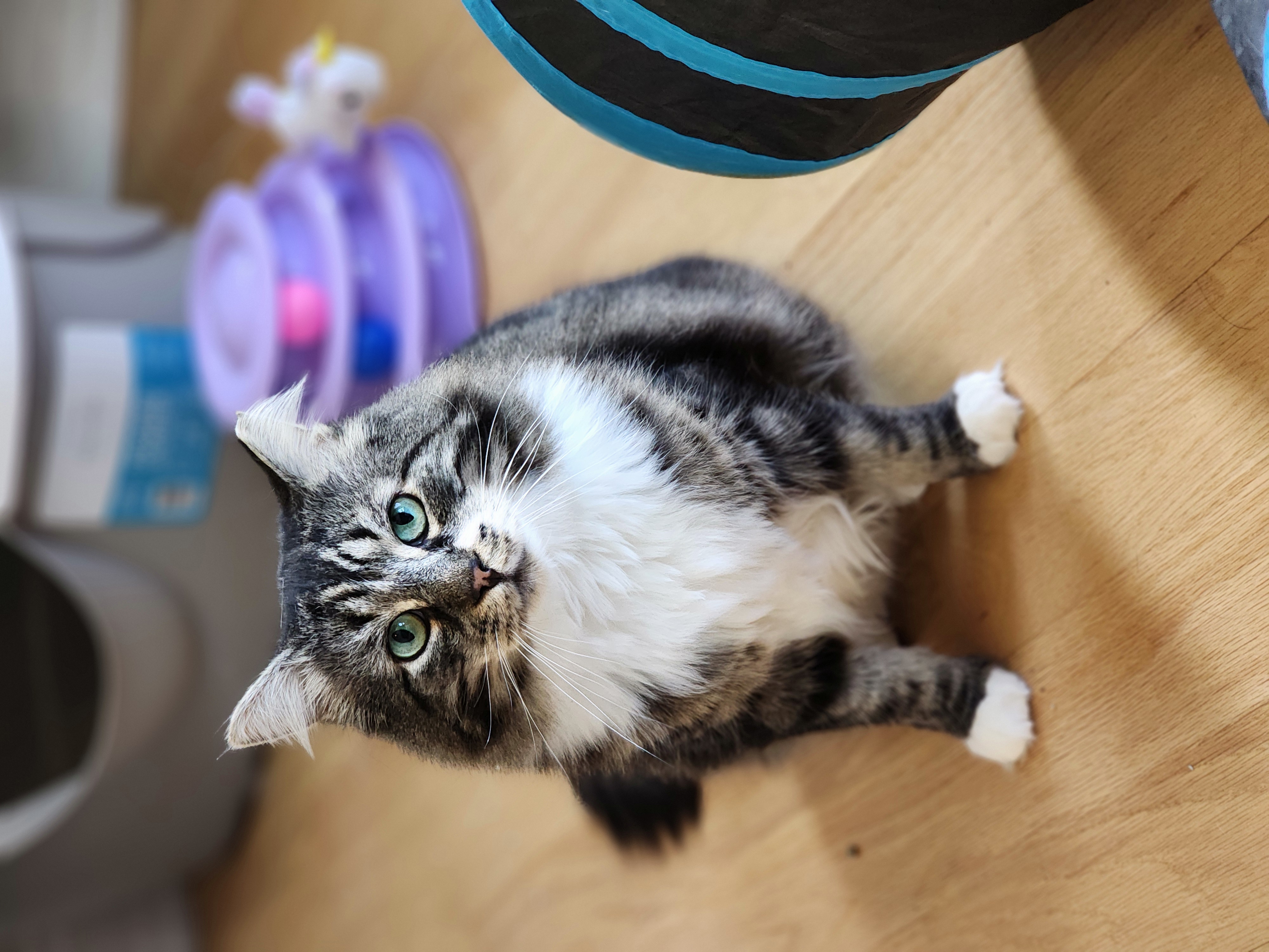 Enlarge Gus, a Adoptable mixed breed in Woodbridge, NJ image 2/4