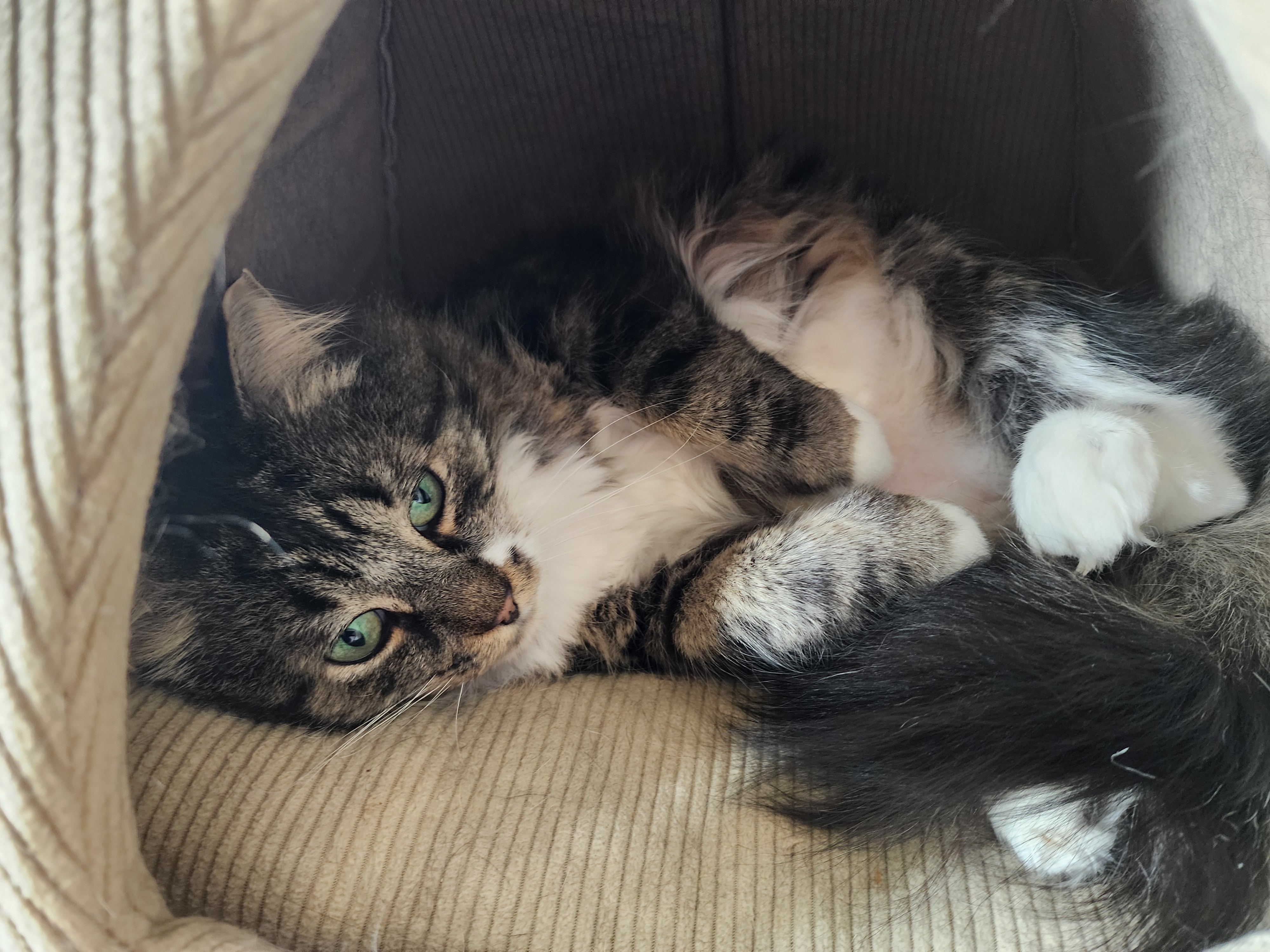 Enlarge Gus, a Adoptable mixed breed in Woodbridge, NJ image 3/4