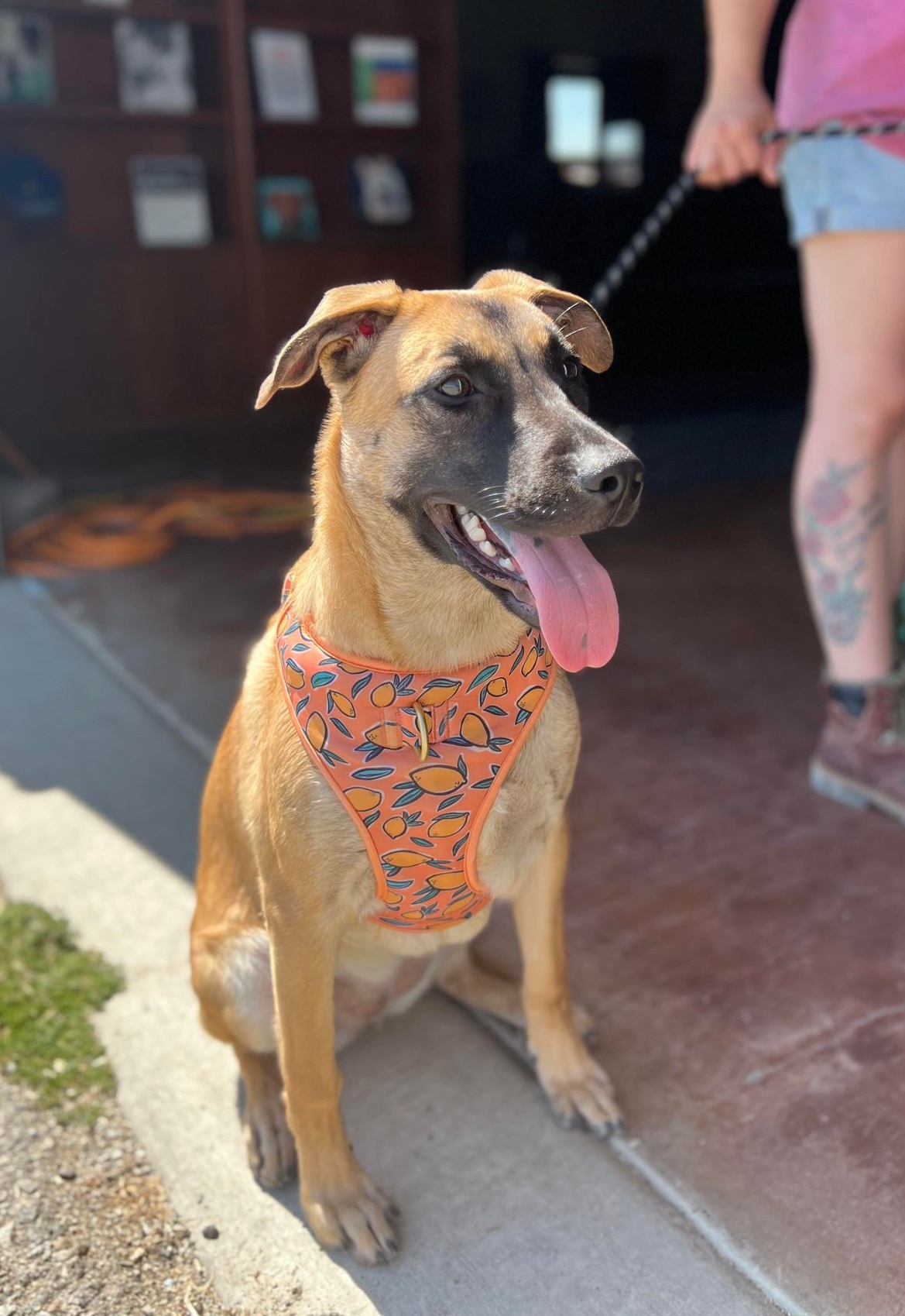 Enlarge Aisha, a Adoptable Shepherd in Visalia, CA image 6/6