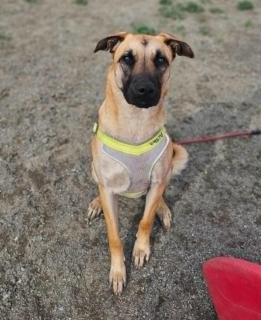 Enlarge Aisha, a Adoptable Shepherd in Visalia, CA image 1/6