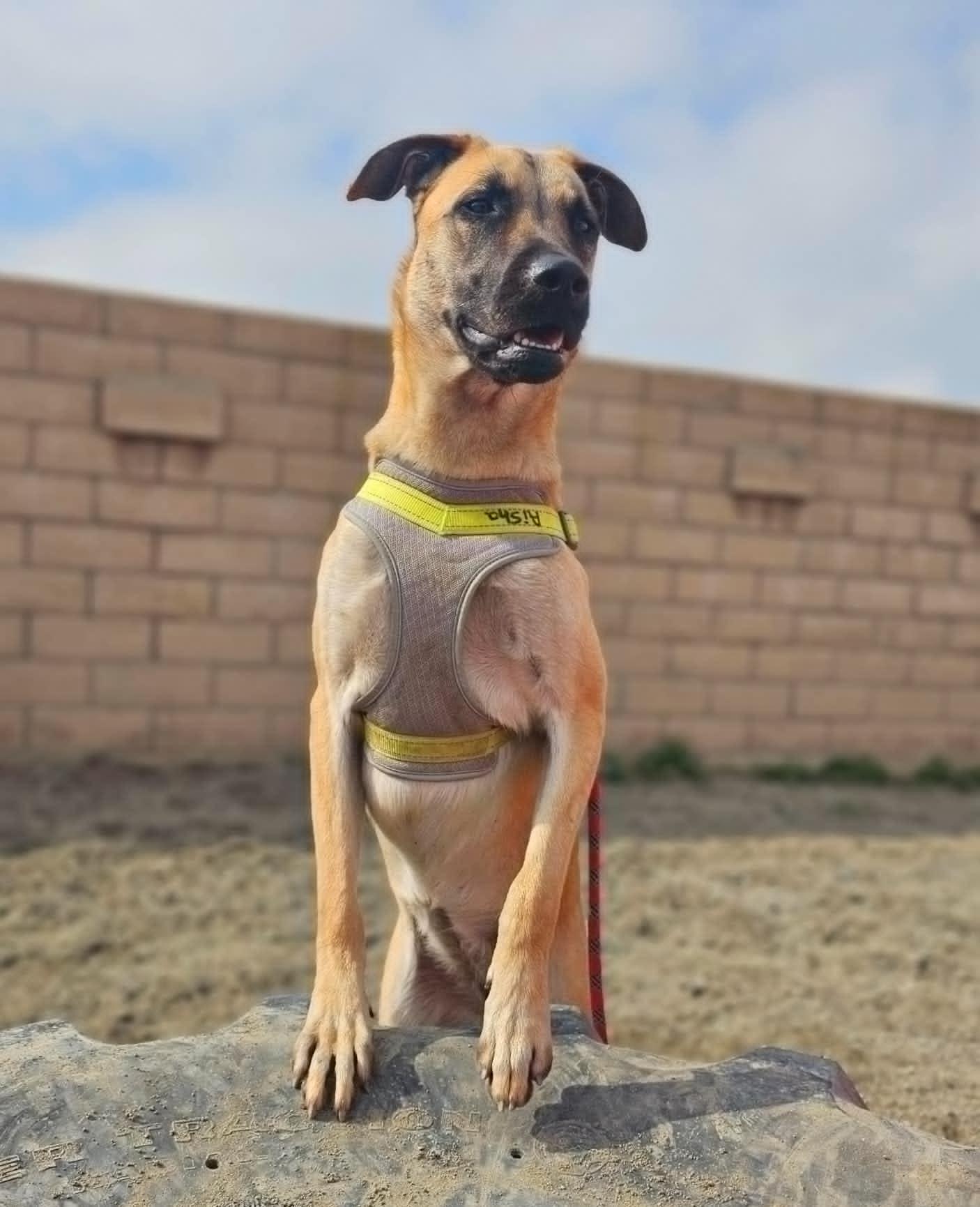 Enlarge Aisha, a Adoptable Shepherd in Visalia, CA image 2/6