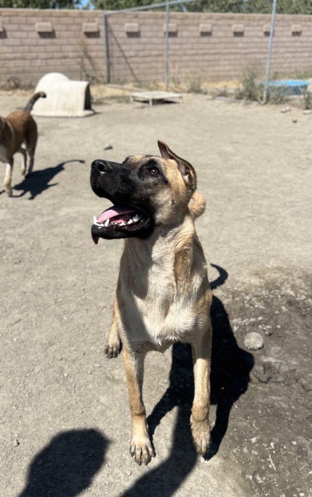 Enlarge Aisha, a Adoptable Shepherd in Visalia, CA image 4/6