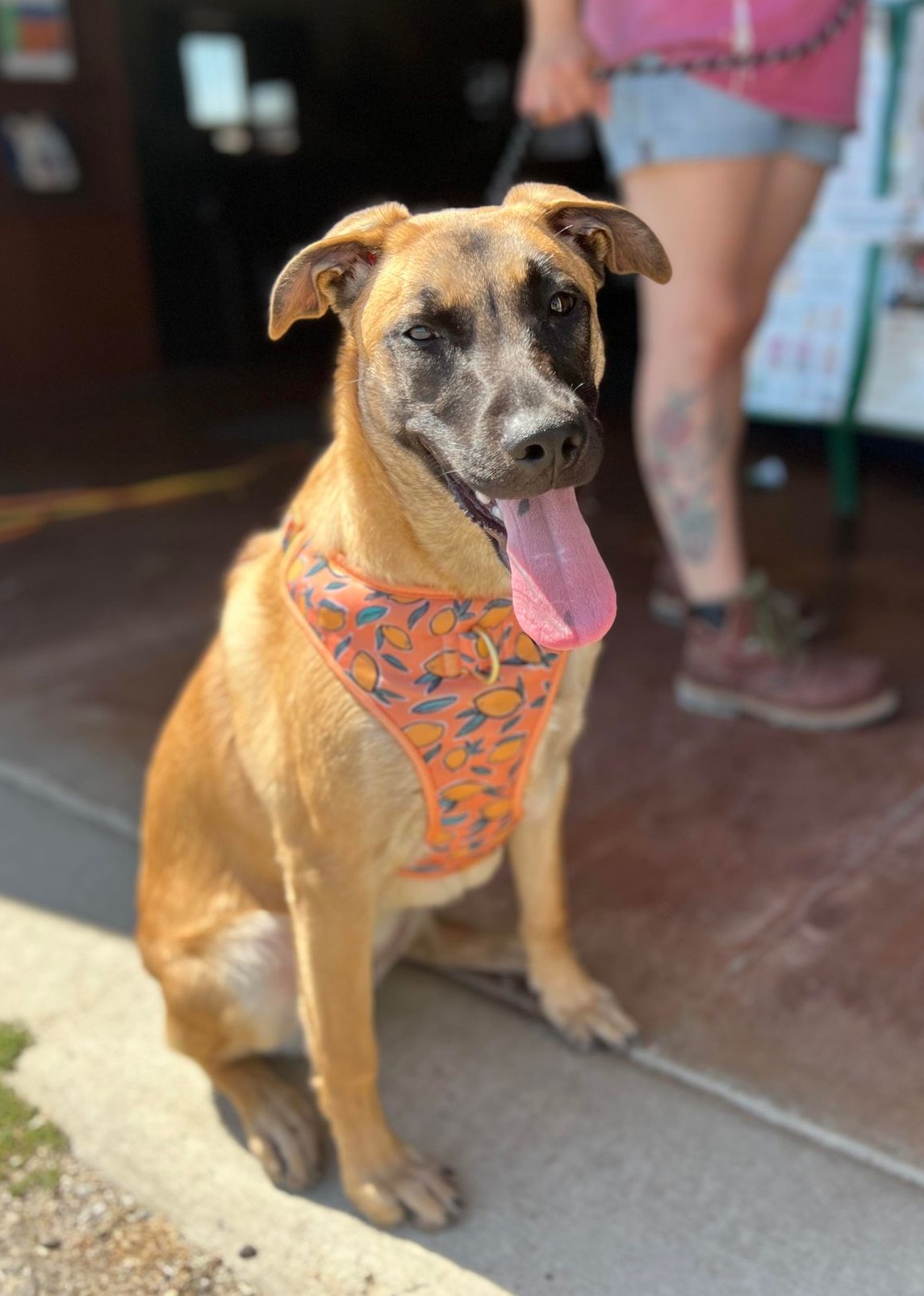 Enlarge Aisha, a Adoptable Shepherd in Visalia, CA image 5/6