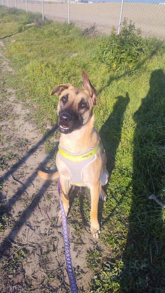 Enlarge Aisha, a Adoptable Shepherd in Visalia, CA image 3/6