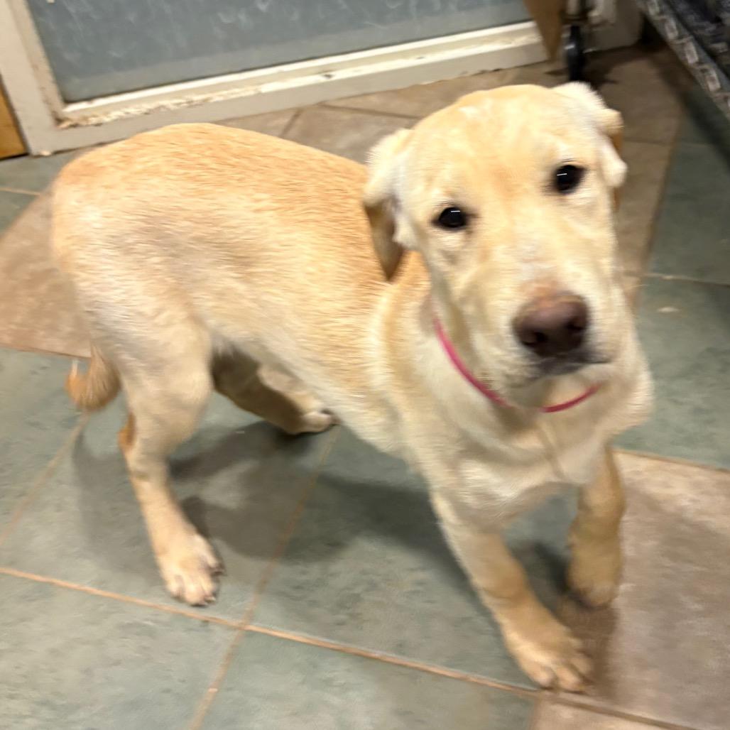 Biscuit — thumbnail 2