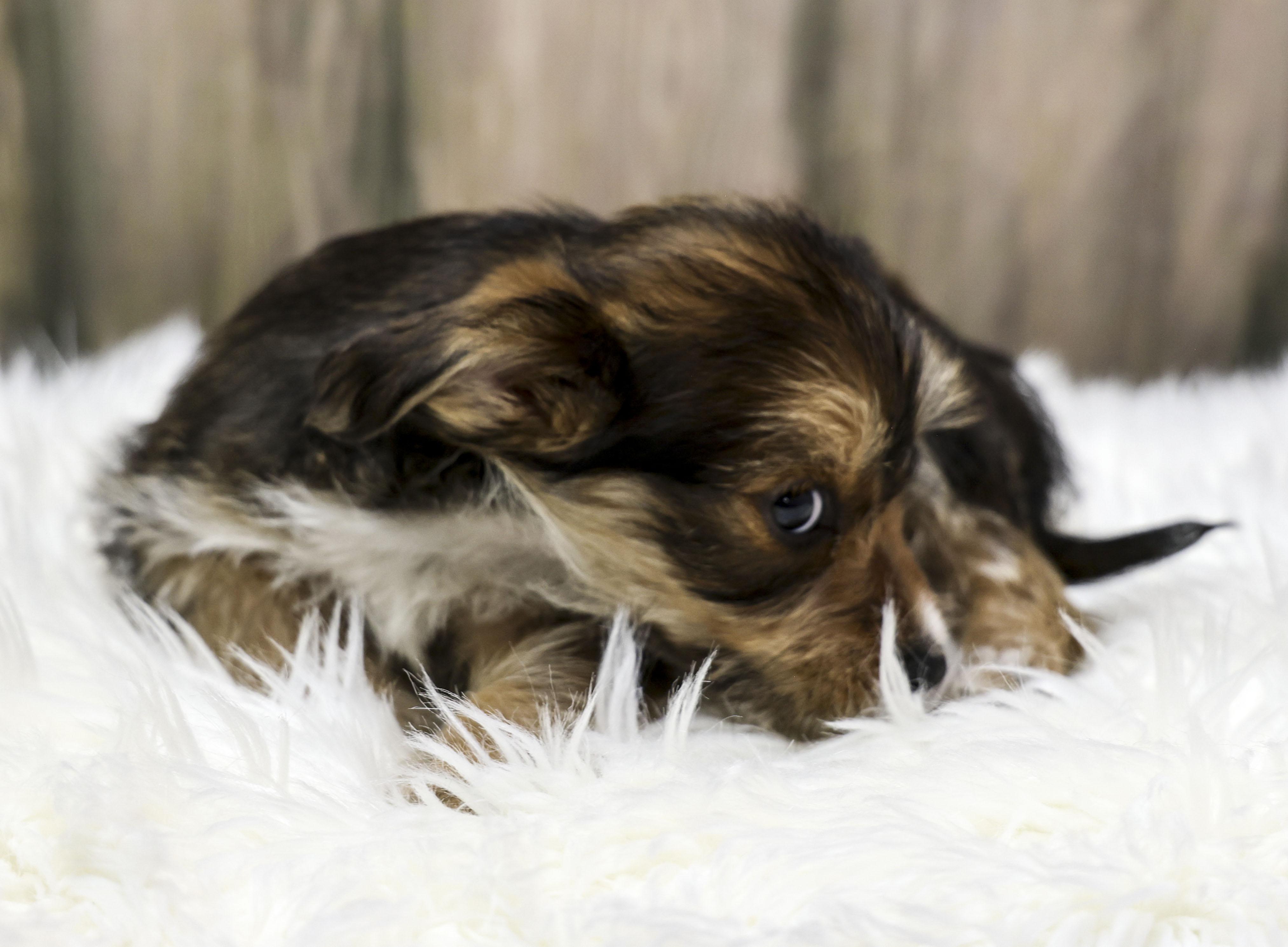 Enlarge Foster Puppy Cocoa, an adopted Wirehaired Terrier in Casa Grande, AZ image 3/6