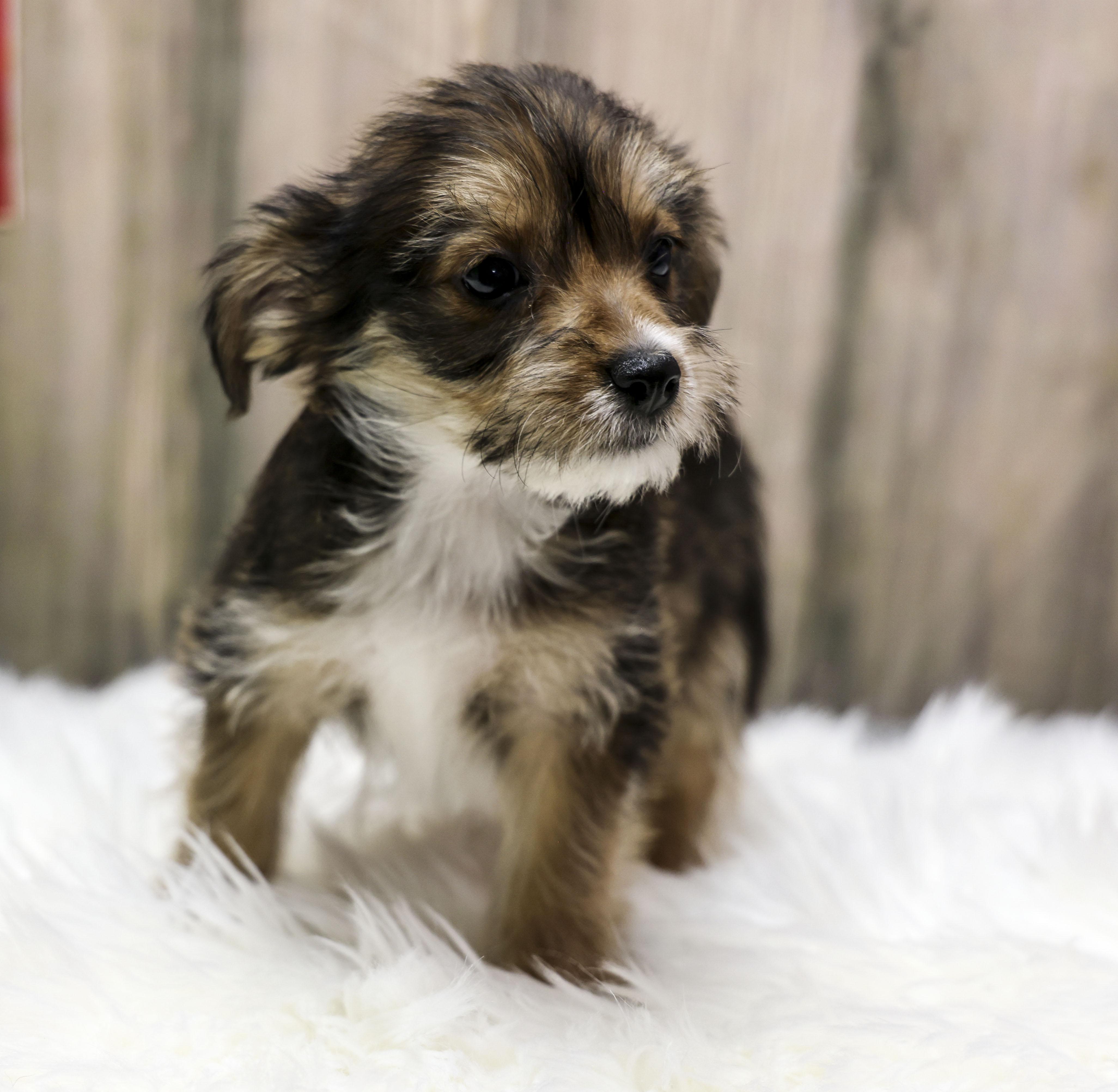 Enlarge Foster Puppy Cocoa, an adopted Wirehaired Terrier in Casa Grande, AZ image 5/6