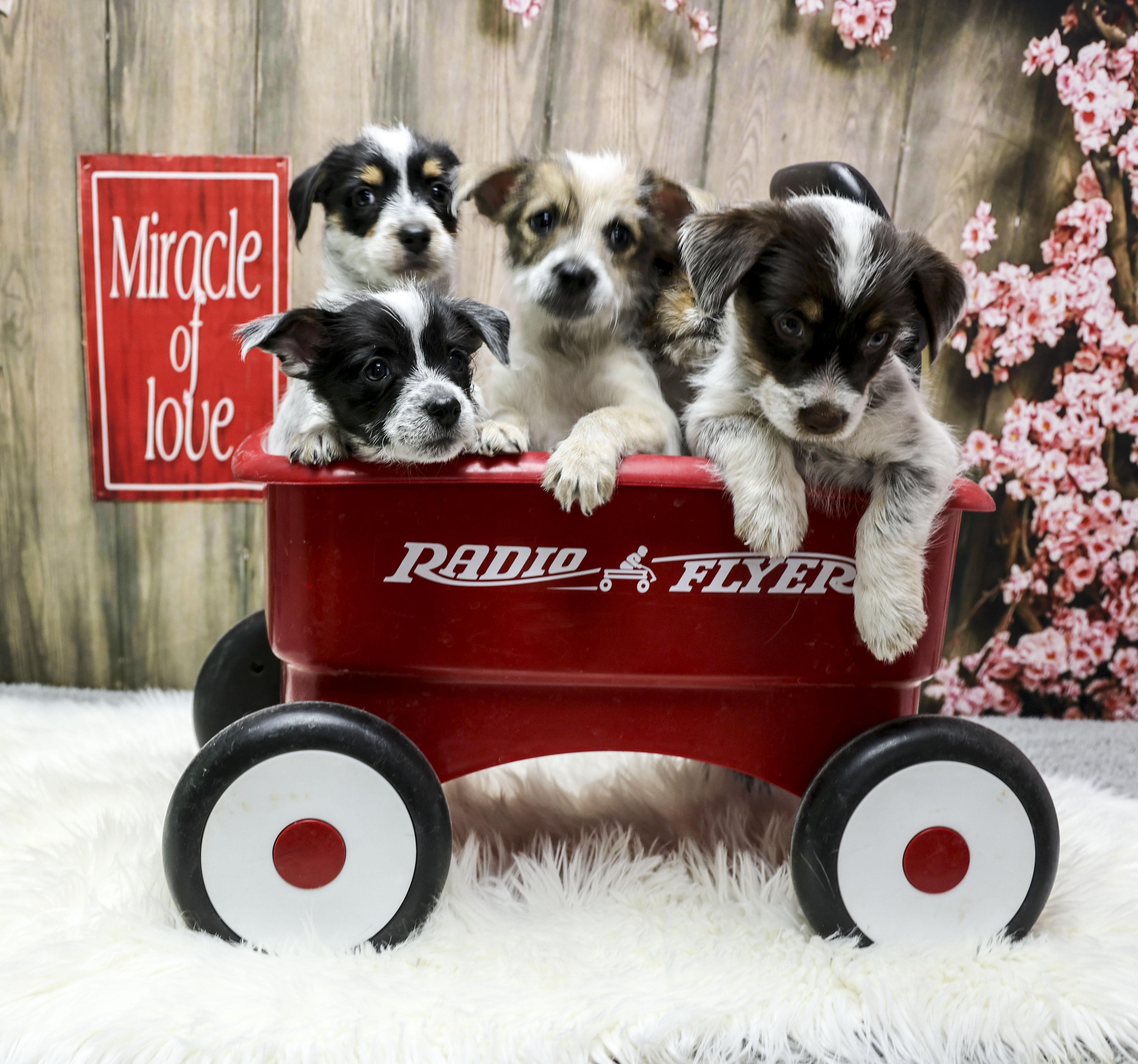 Enlarge Foster Puppy Cocoa, an adopted Wirehaired Terrier in Casa Grande, AZ image 6/6