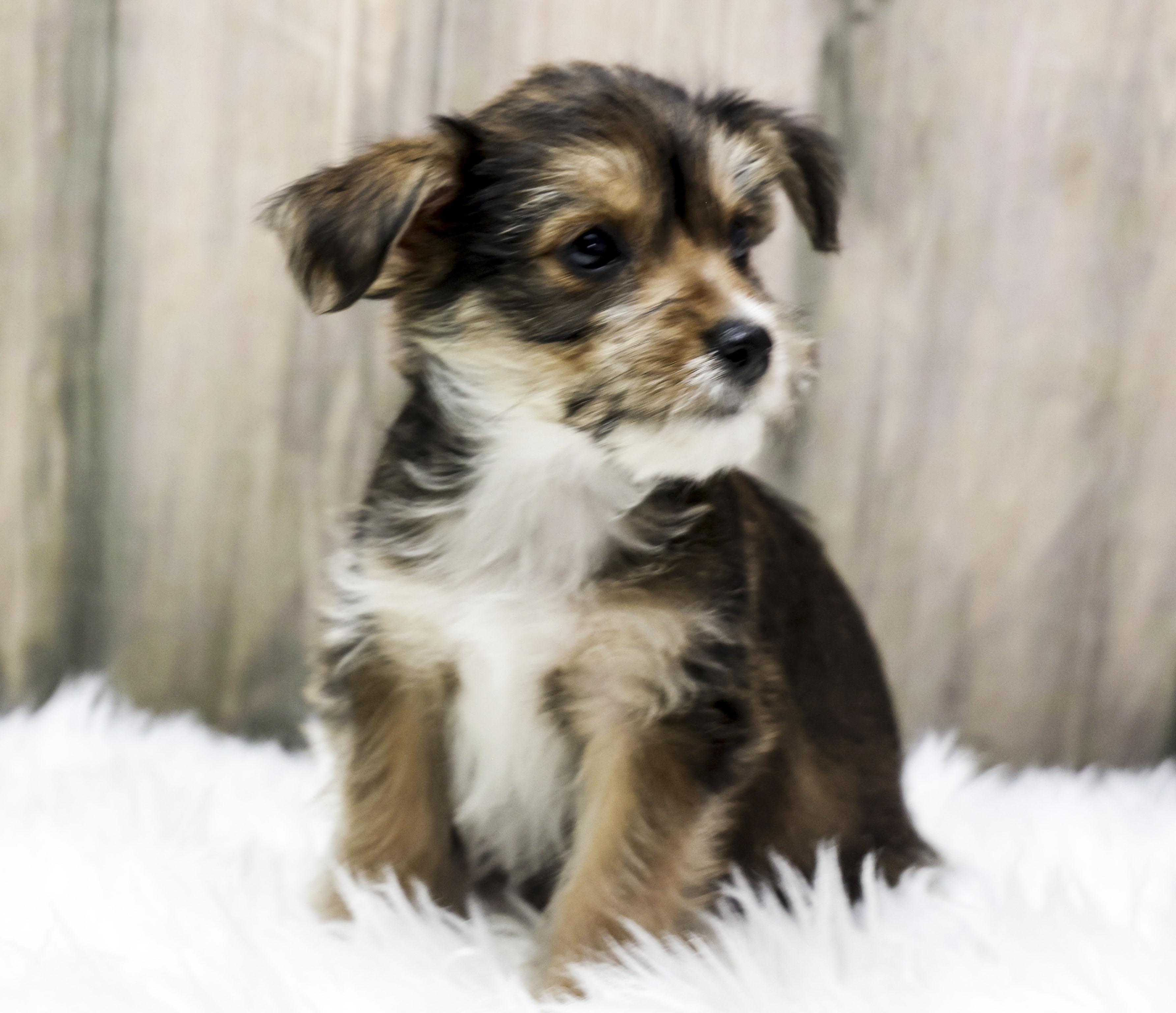 Enlarge Foster Puppy Cocoa, an adopted Wirehaired Terrier in Casa Grande, AZ image 4/6