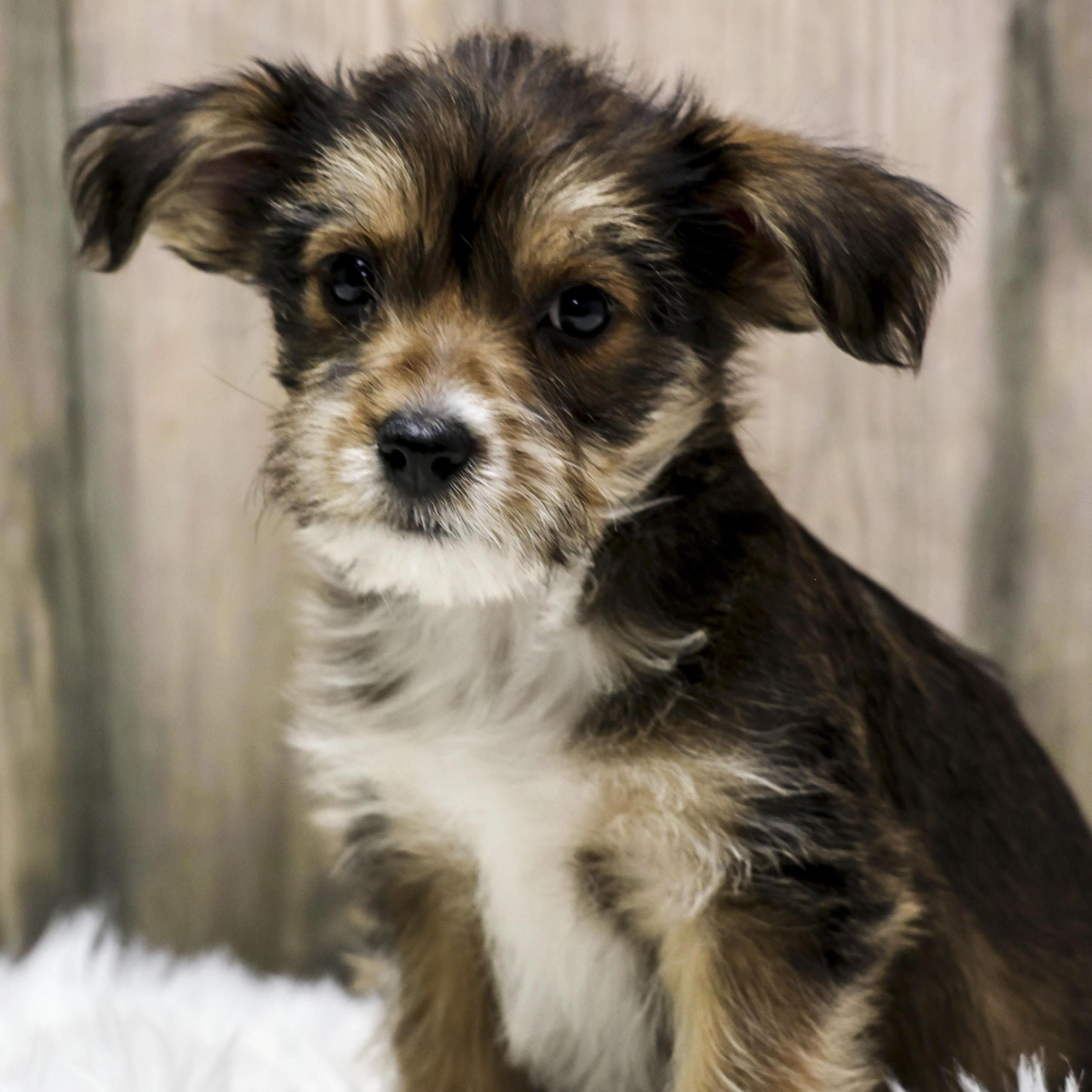 Enlarge Foster Puppy Cocoa, an adopted Wirehaired Terrier in Casa Grande, AZ image 1/6