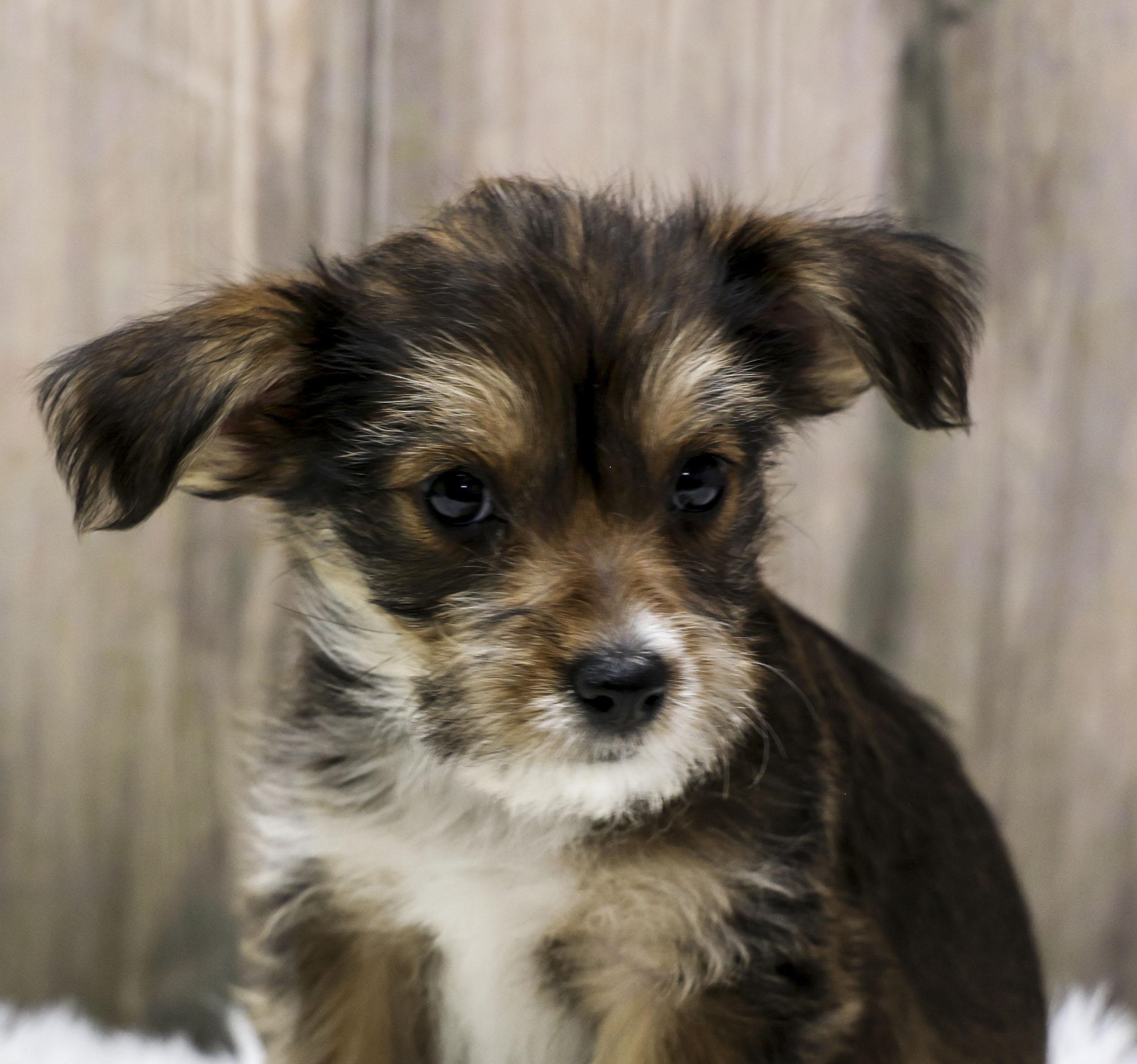 Enlarge Foster Puppy Cocoa, an adopted Wirehaired Terrier in Casa Grande, AZ image 2/6