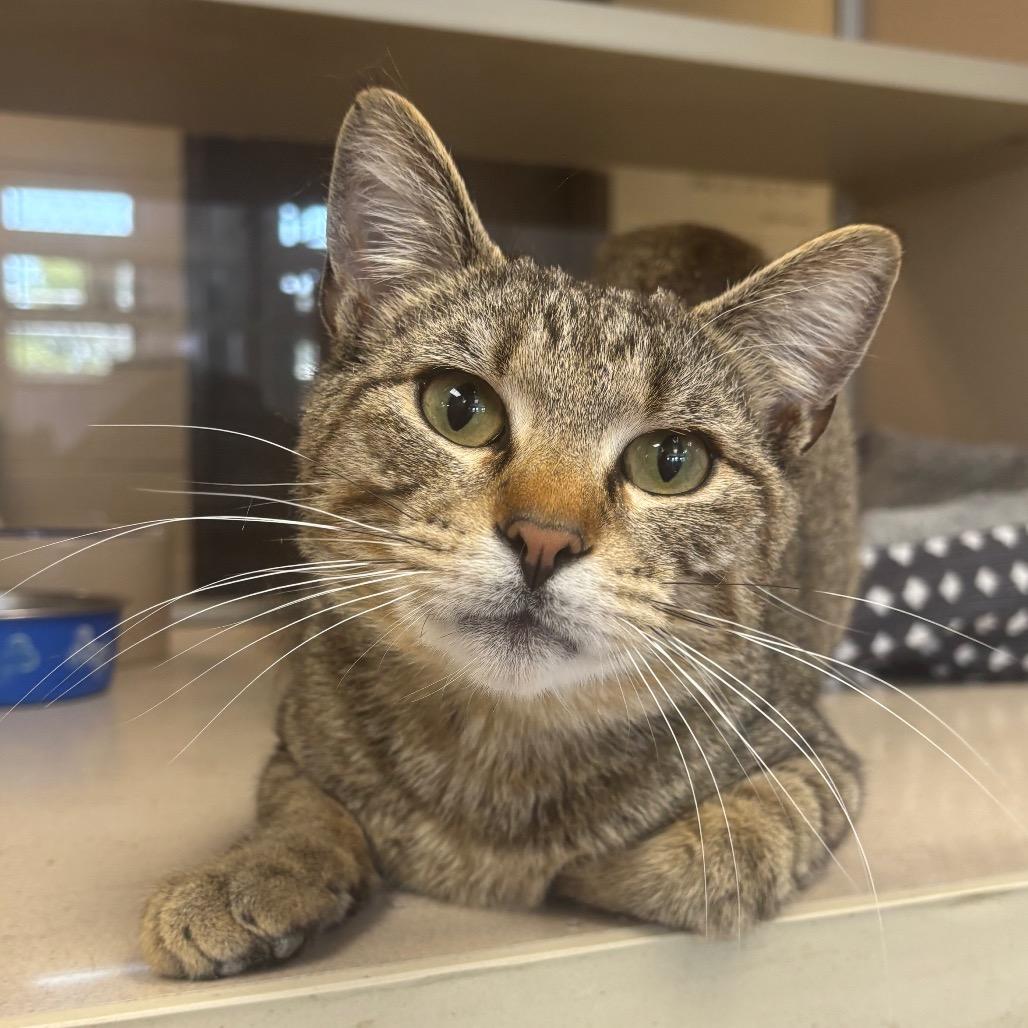 Fred, Adoptable, Adult Male Domestic Short Hair.