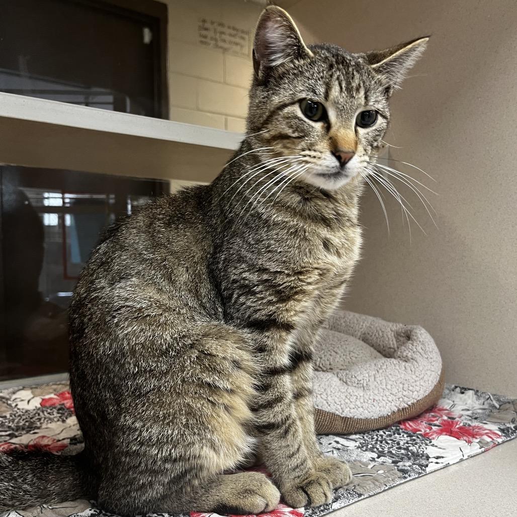 Enlarge Fred, a Adoptable Domestic Short Hair in Marshalltown, IA image 2/3