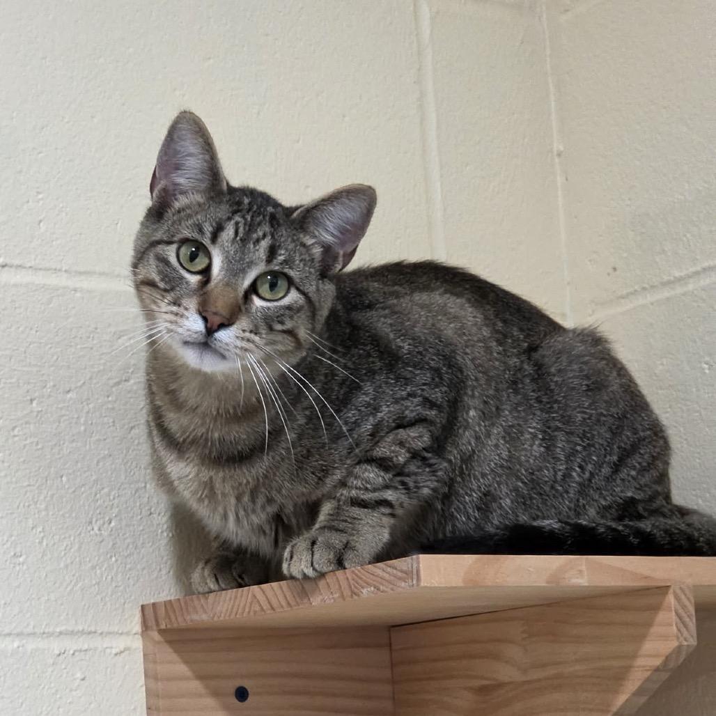 Enlarge Fred, a Adoptable Domestic Short Hair in Marshalltown, IA image 3/3