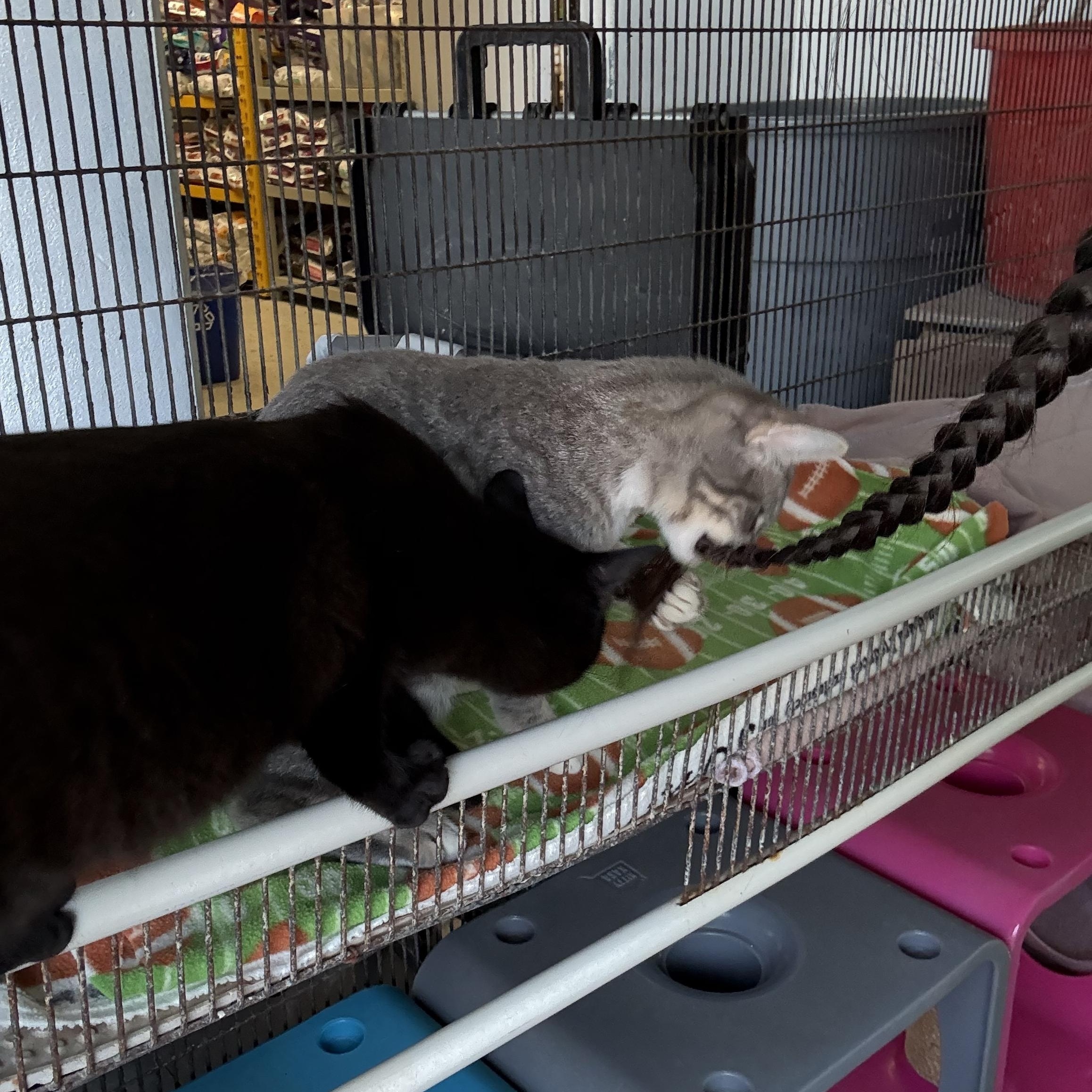 Enlarge Tina, a Adoptable Domestic Short Hair in Newport Beach, CA image 5/6