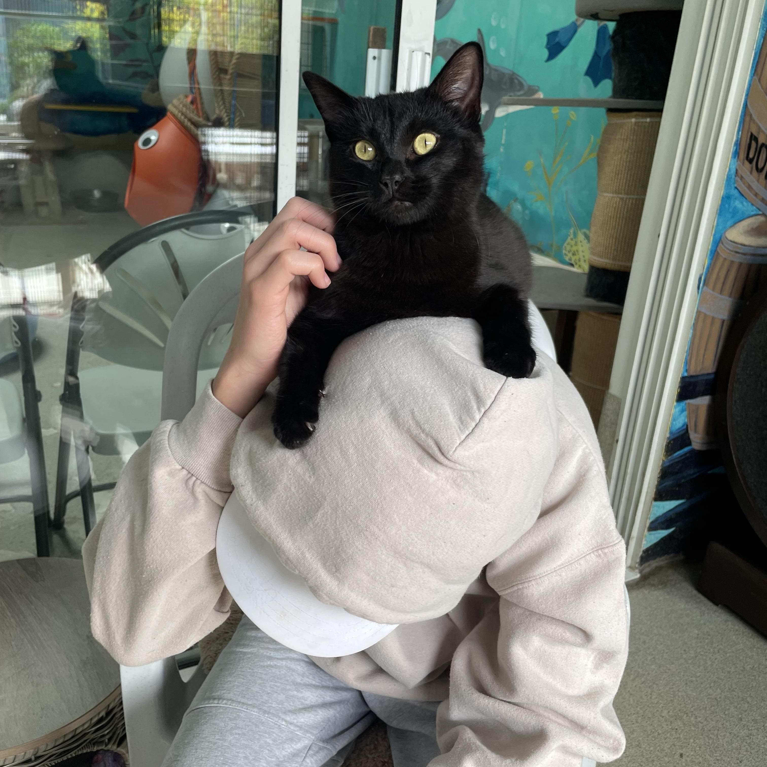 Enlarge Tina, a Adoptable Domestic Short Hair in Newport Beach, CA image 1/6