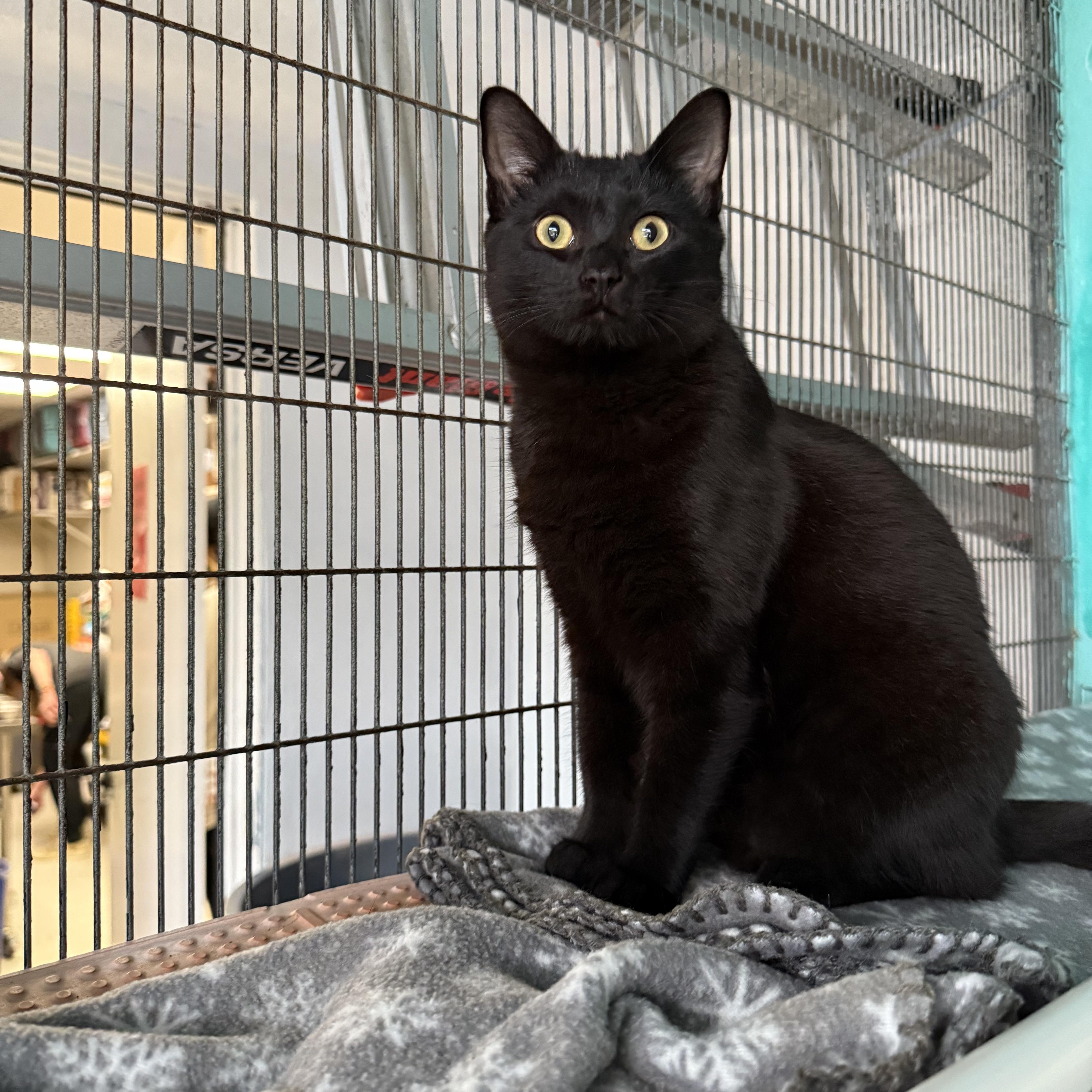 Enlarge Tina, a Adoptable Domestic Short Hair in Newport Beach, CA image 6/6