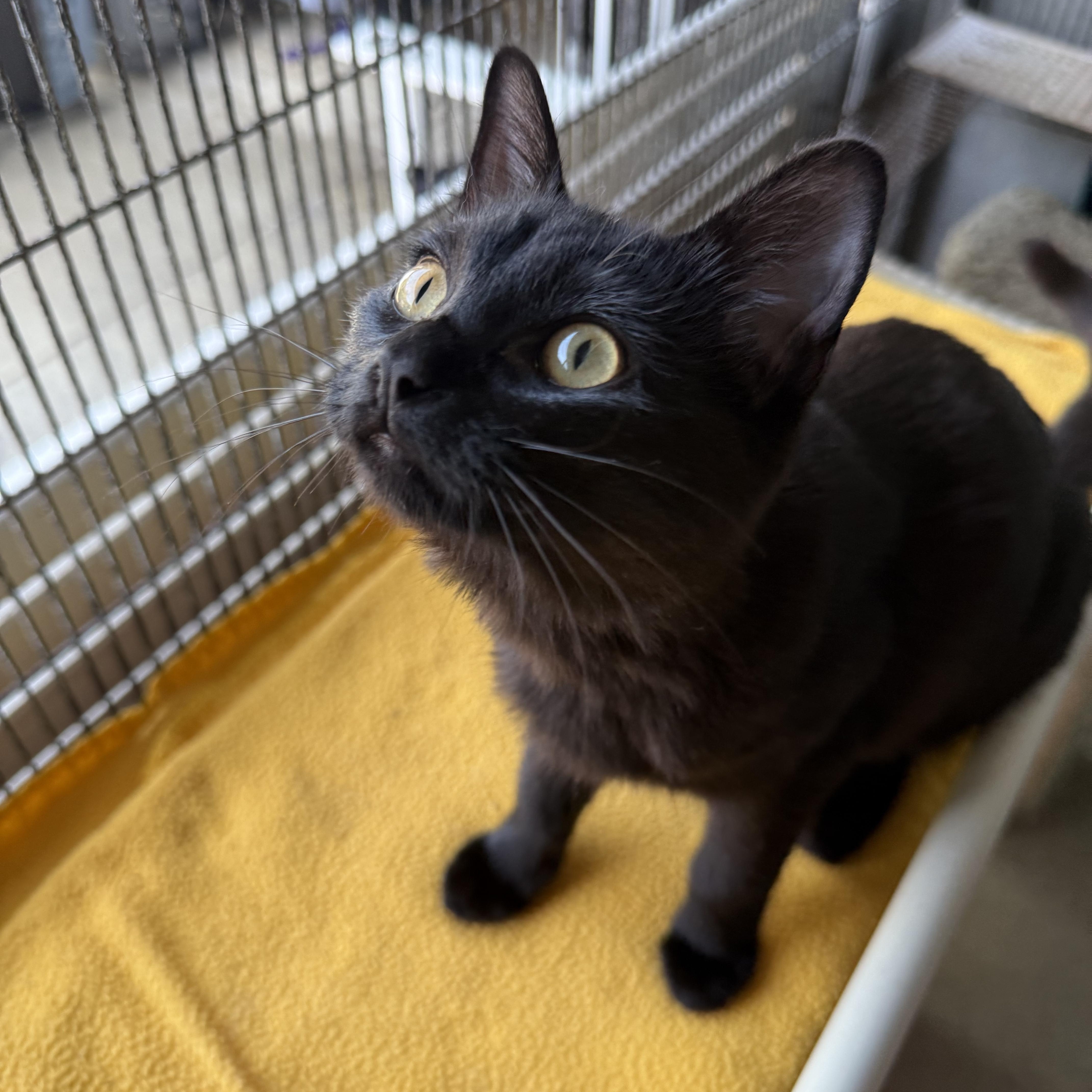 Tina, Adoptable, Young Female Domestic Short Hair.