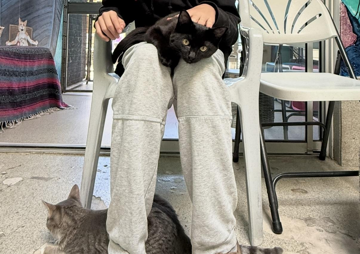 Enlarge Tina, a Adoptable Domestic Short Hair in Newport Beach, CA image 3/6