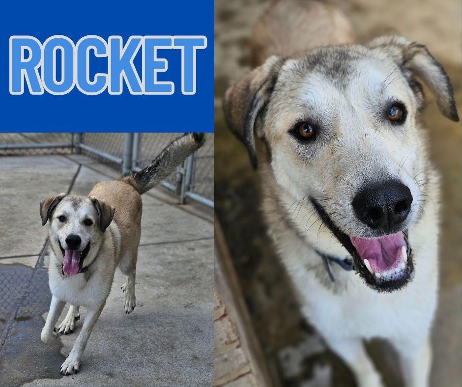 Rocket, Adoptable, Young Male Great Pyrenees & Anatolian Shepherd.