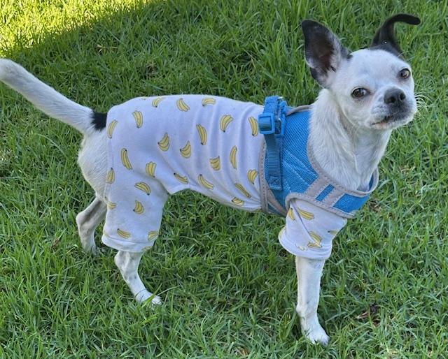 Enlarge KAREN, a ADOPTABLE mixed breed in Bell Gardens, CA image 2/6