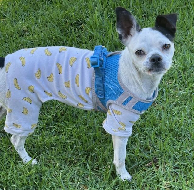 KAREN, ADOPTABLE, Young Female Boston Terrier.