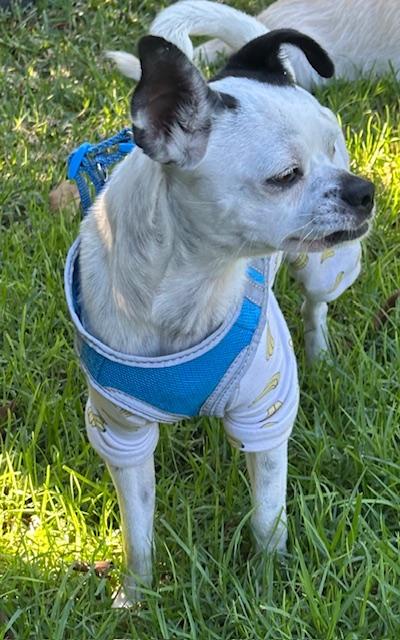 Enlarge KAREN, a ADOPTABLE mixed breed in Bell Gardens, CA image 3/6